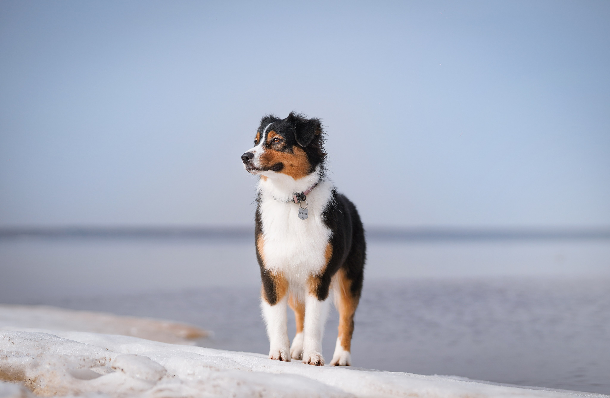 Аусси на Ладоге. Фотограф-анималист в Санкт-Петербурге Яна Мартынова