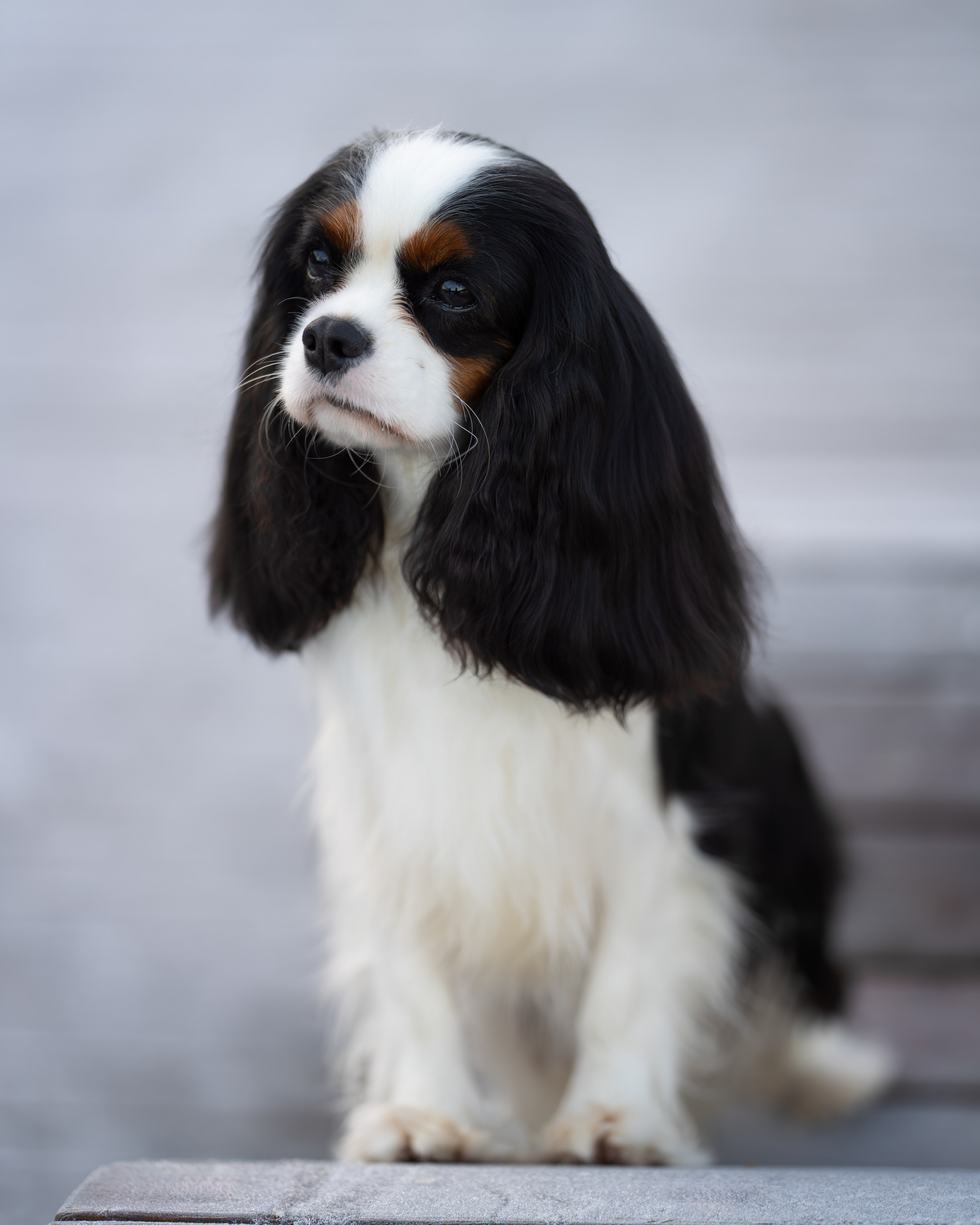 ККЧС Луна. Главная