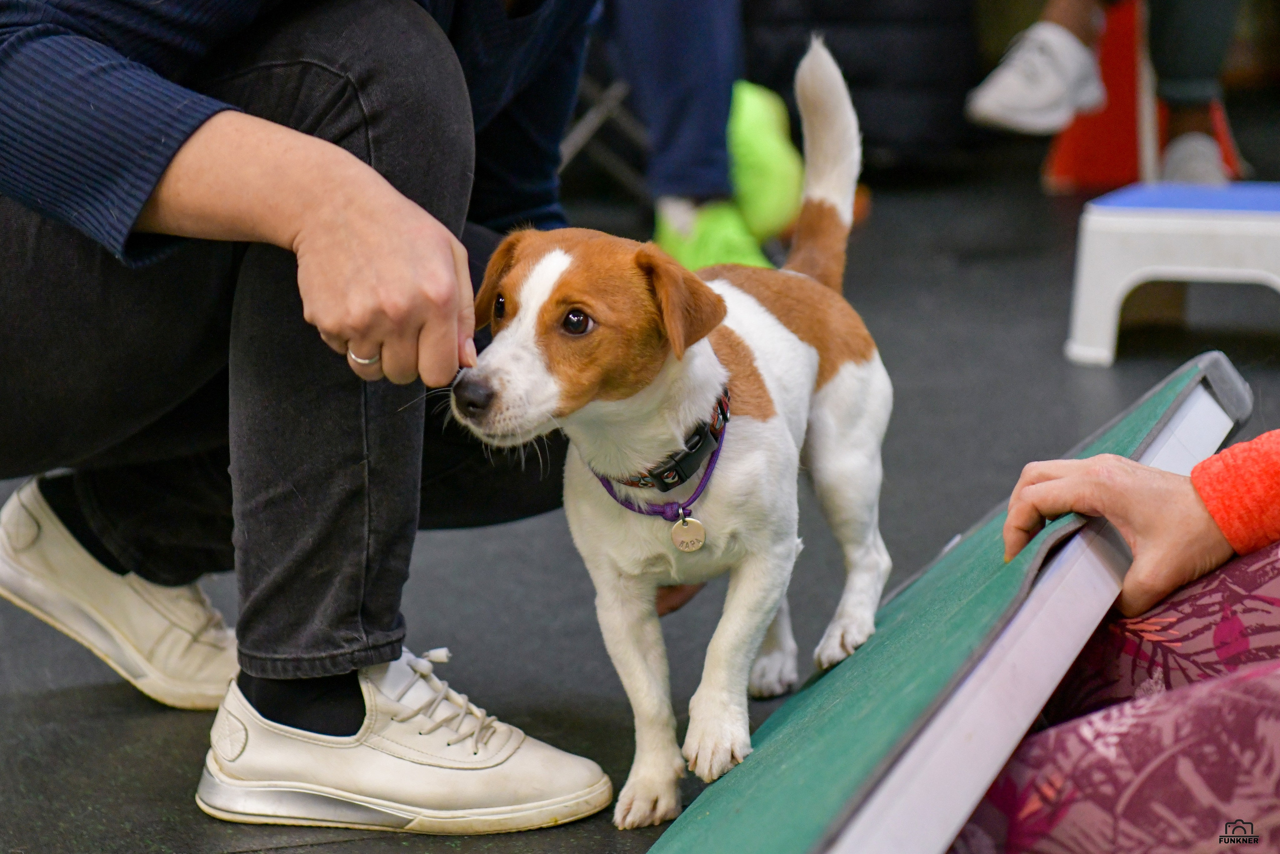 Кинологический клуб «Бодрый хвост». Свой взгляд через объектив