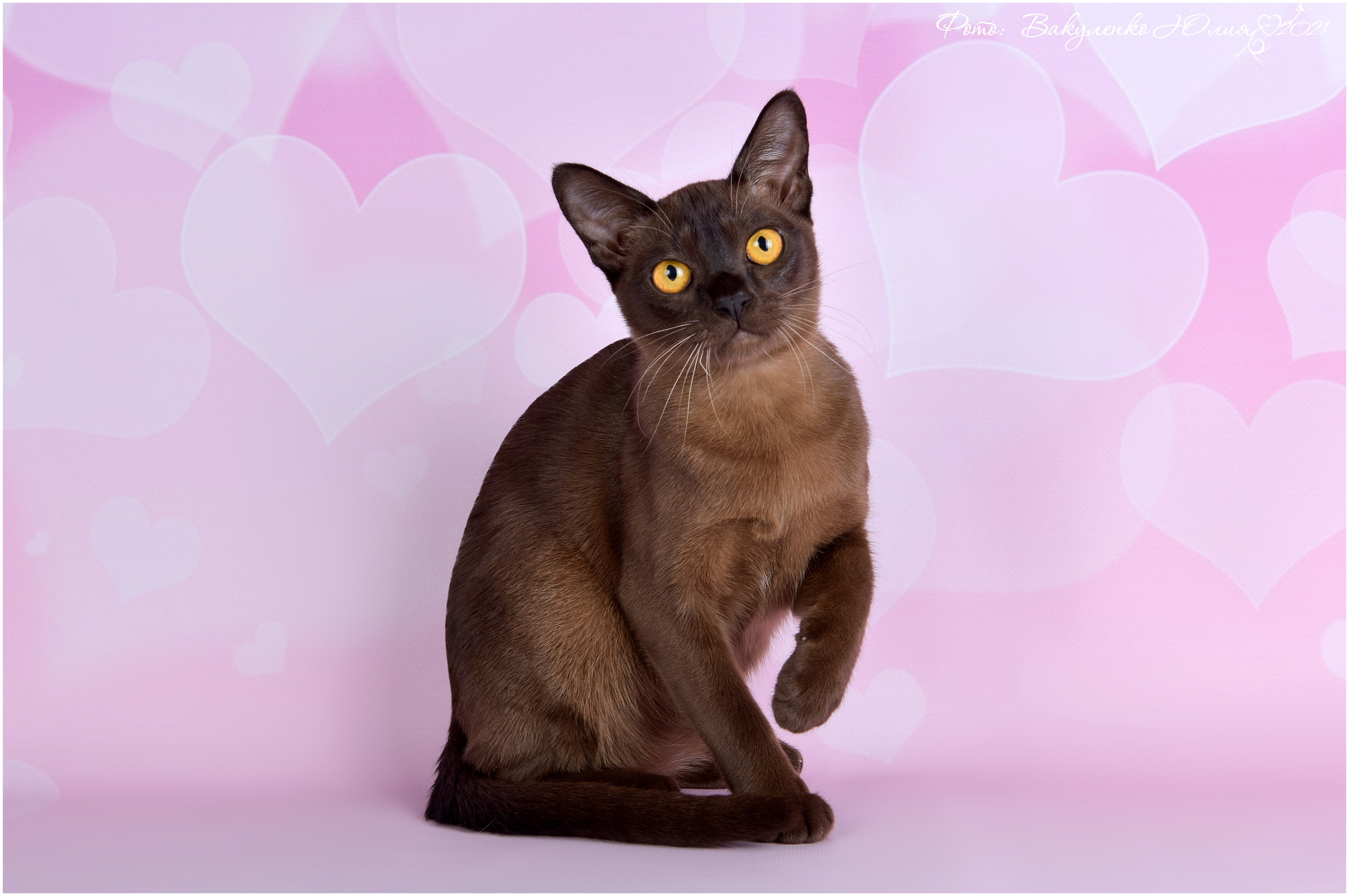 Взрослые. Фотограф анималист | семейный Юлия Вакуленко, г. Краснодар