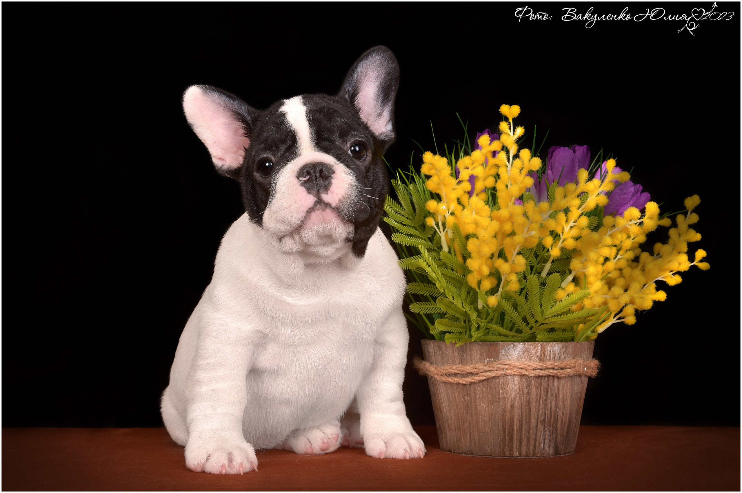 Студийная съемка. Фотограф анималист | семейный Юлия Вакуленко, г. Краснодар
