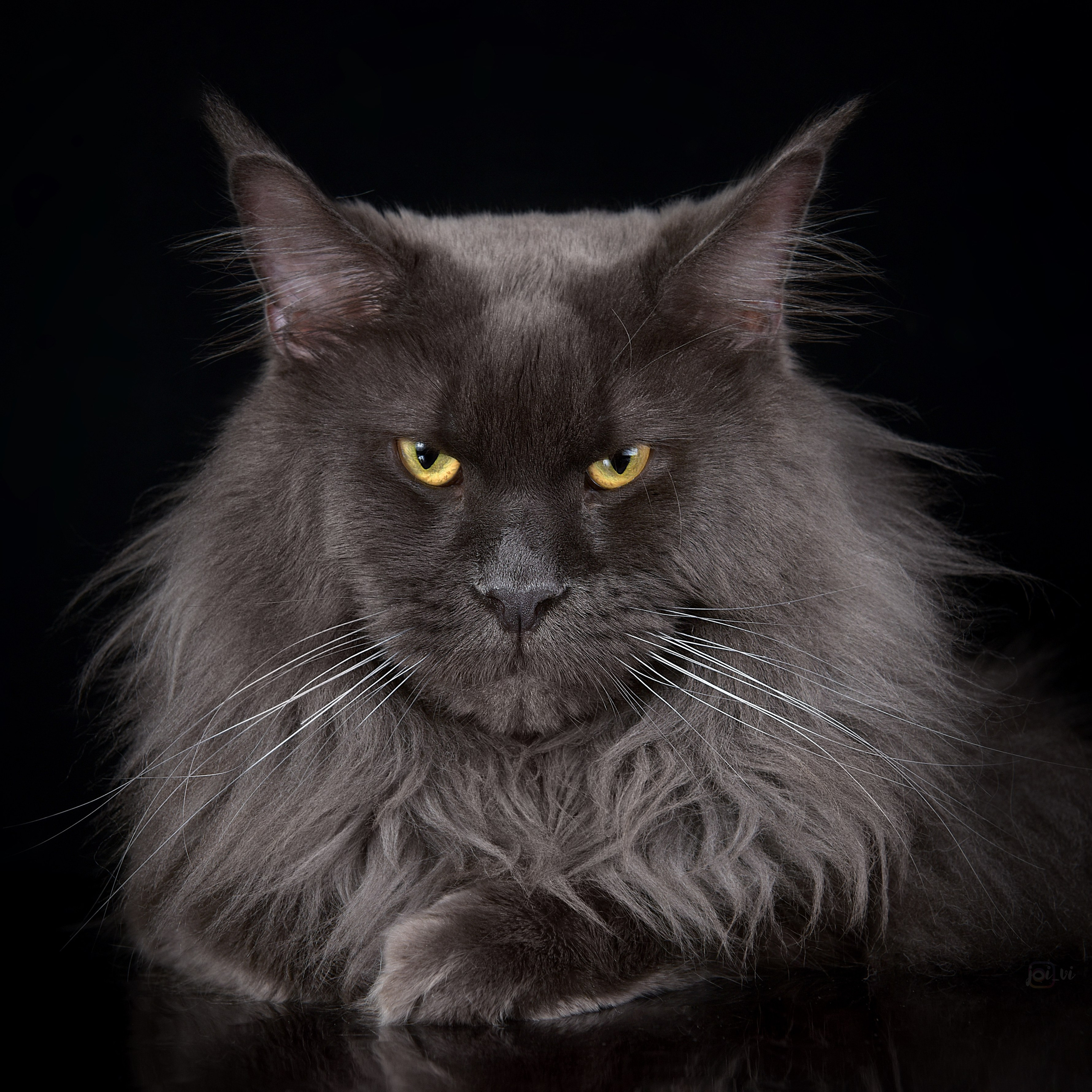 Взрослые. Фотограф анималист | семейный Юлия Вакуленко, г. Краснодар