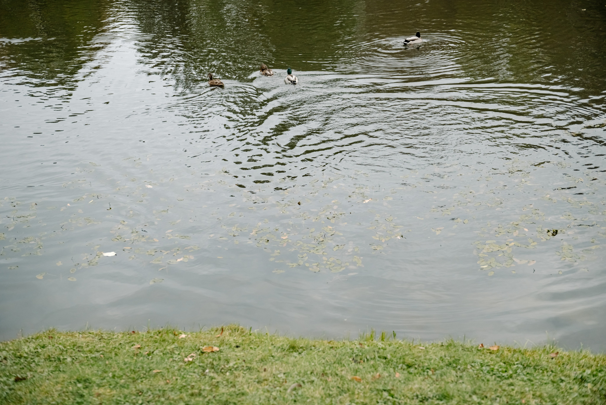 Осенний Ораниенбаум. Свадебный и сеейный фотограф в Санкт-Петербурге Елена Худякова