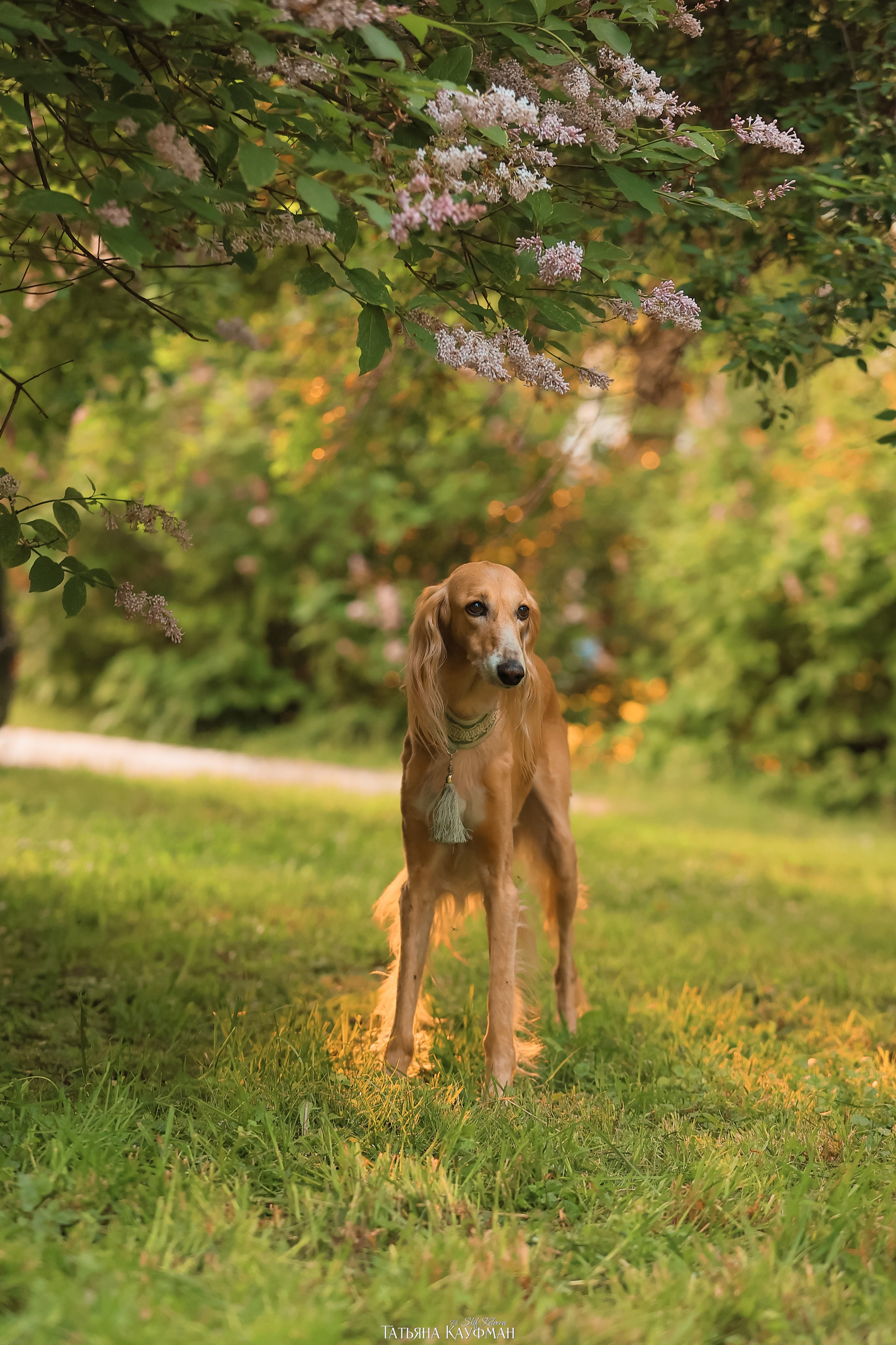 Салюки, фотография салюки, собака в цветах, красивая собака, фотограф анималист, фотокурс Анималистика, научиться фотографировать собак