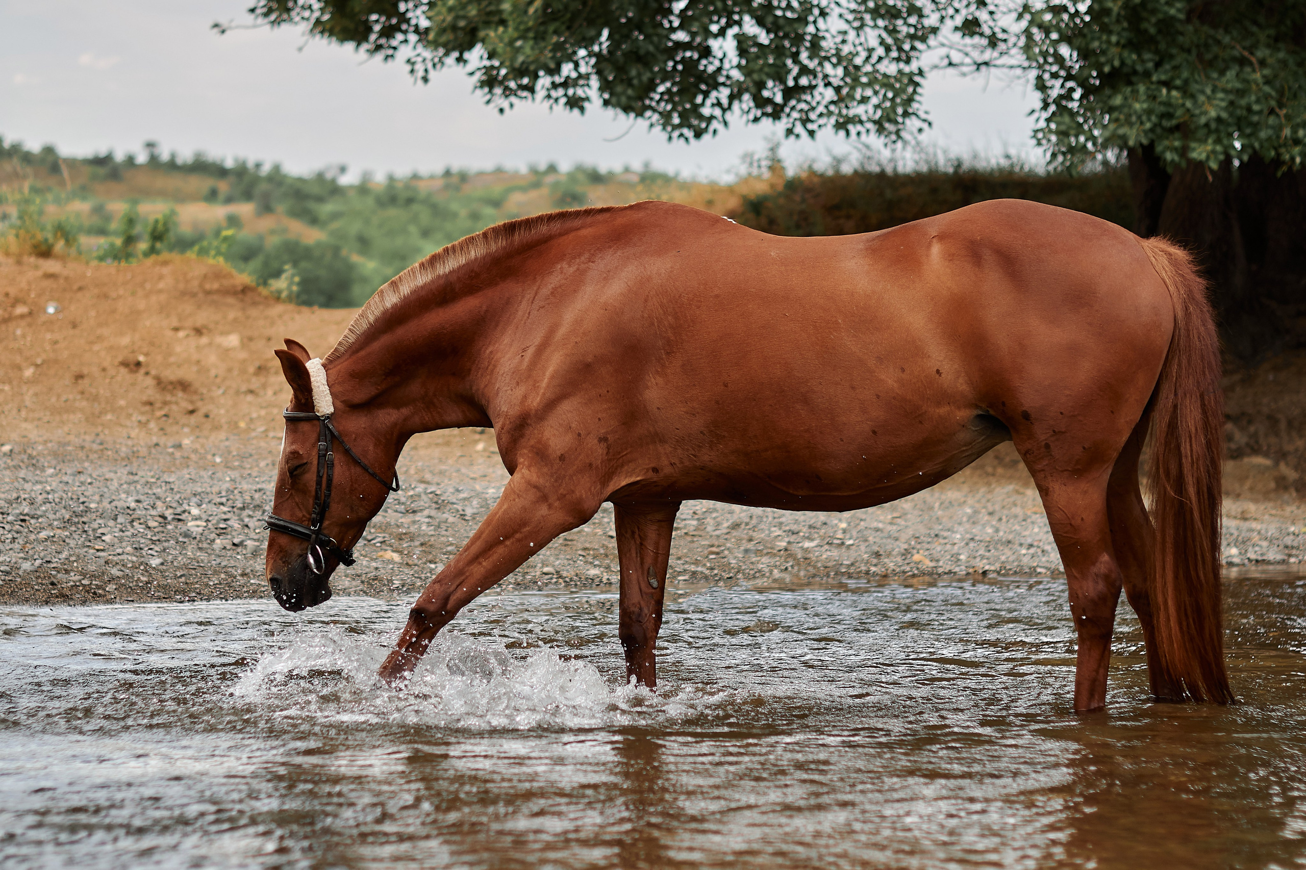 Касандра. Фотограф в Севастополе
