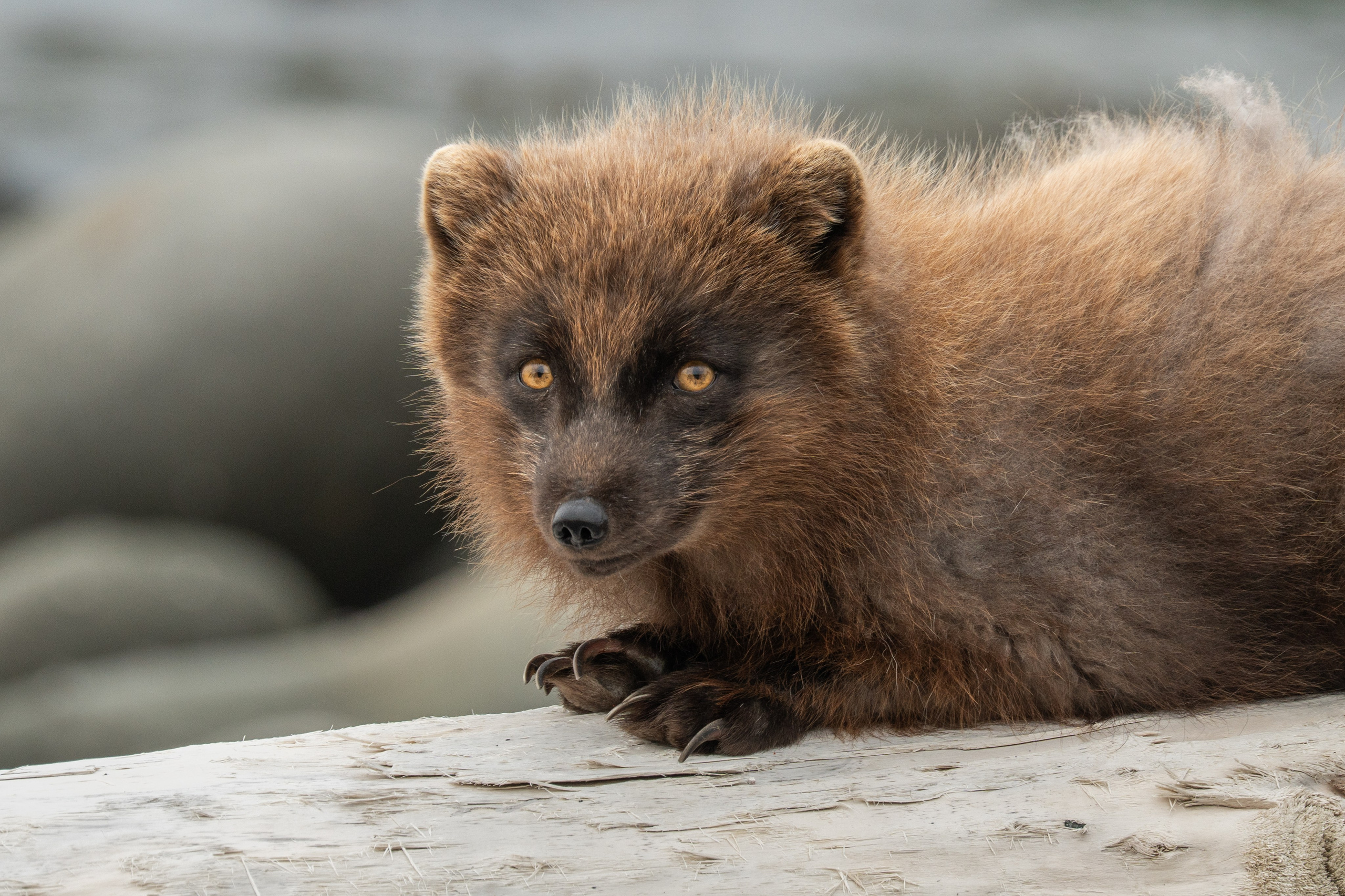 Северные Курильские острова. Andrew Gusarov Nature Photography