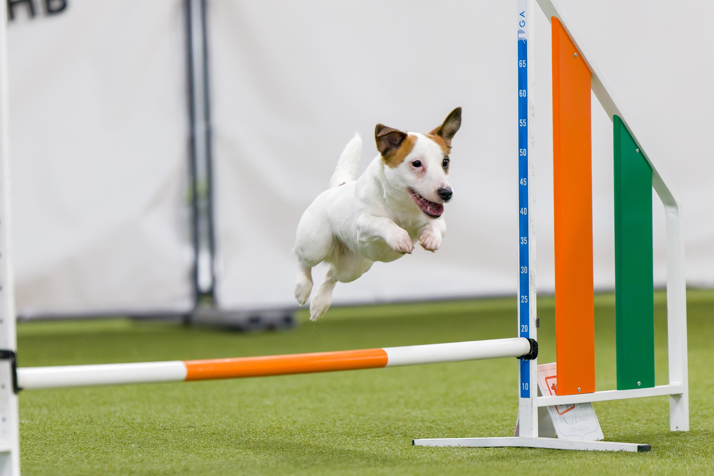 День рождения Пёсбурга — февраль 2025. Irenephoto.ru