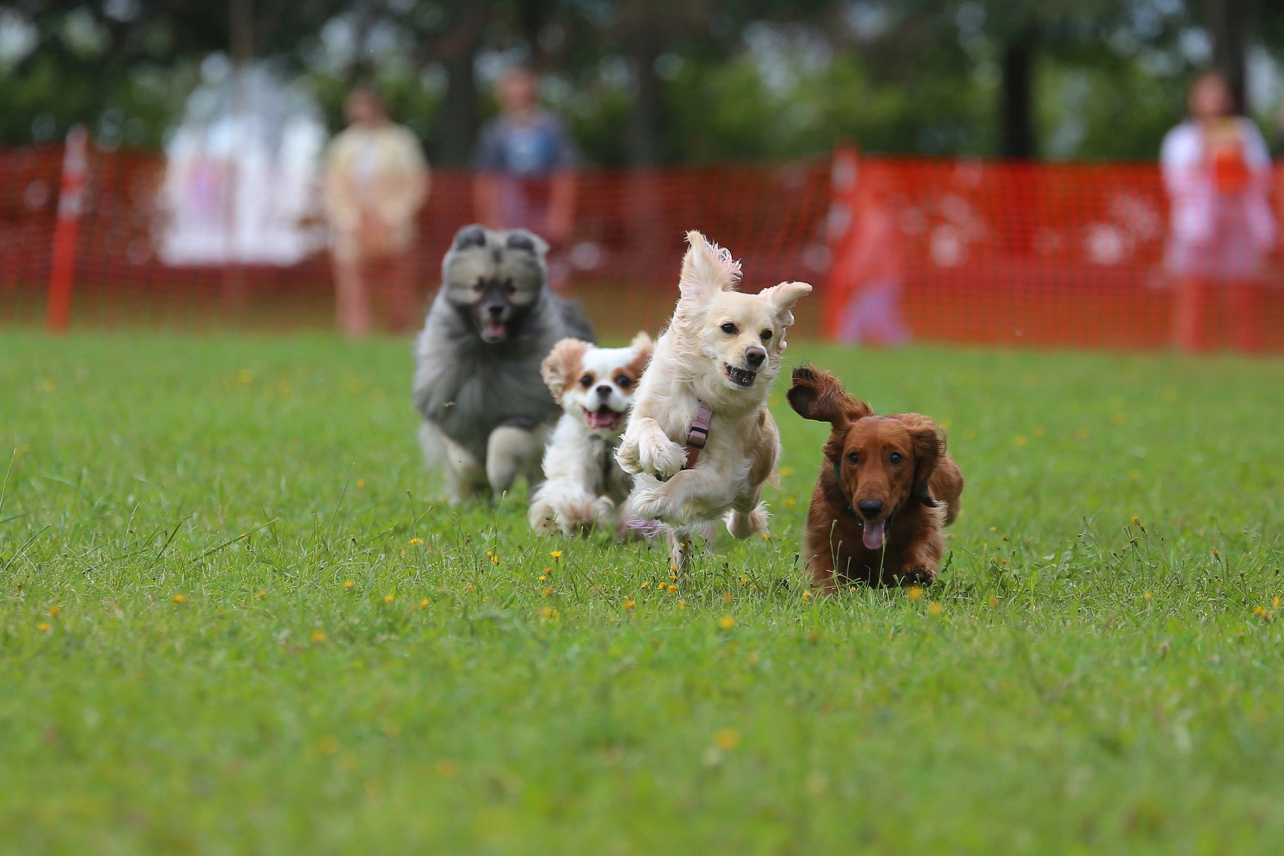 Petshop Run. Irenephoto.ru