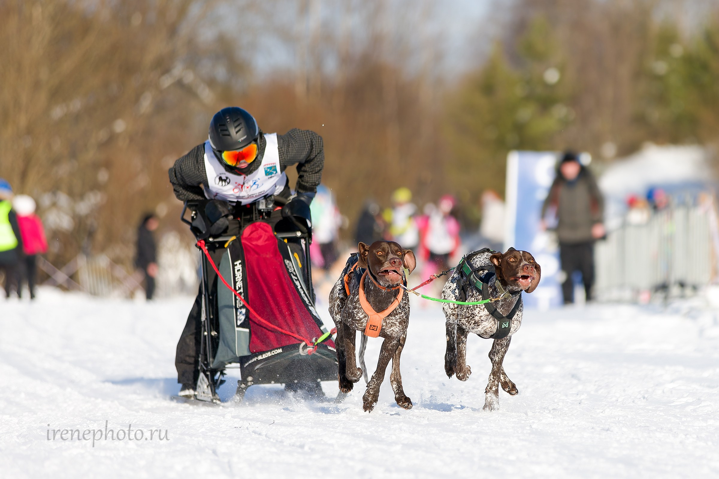 Чемпионат и Первенство Ленобласти — зима 2026. Irenephoto.ru