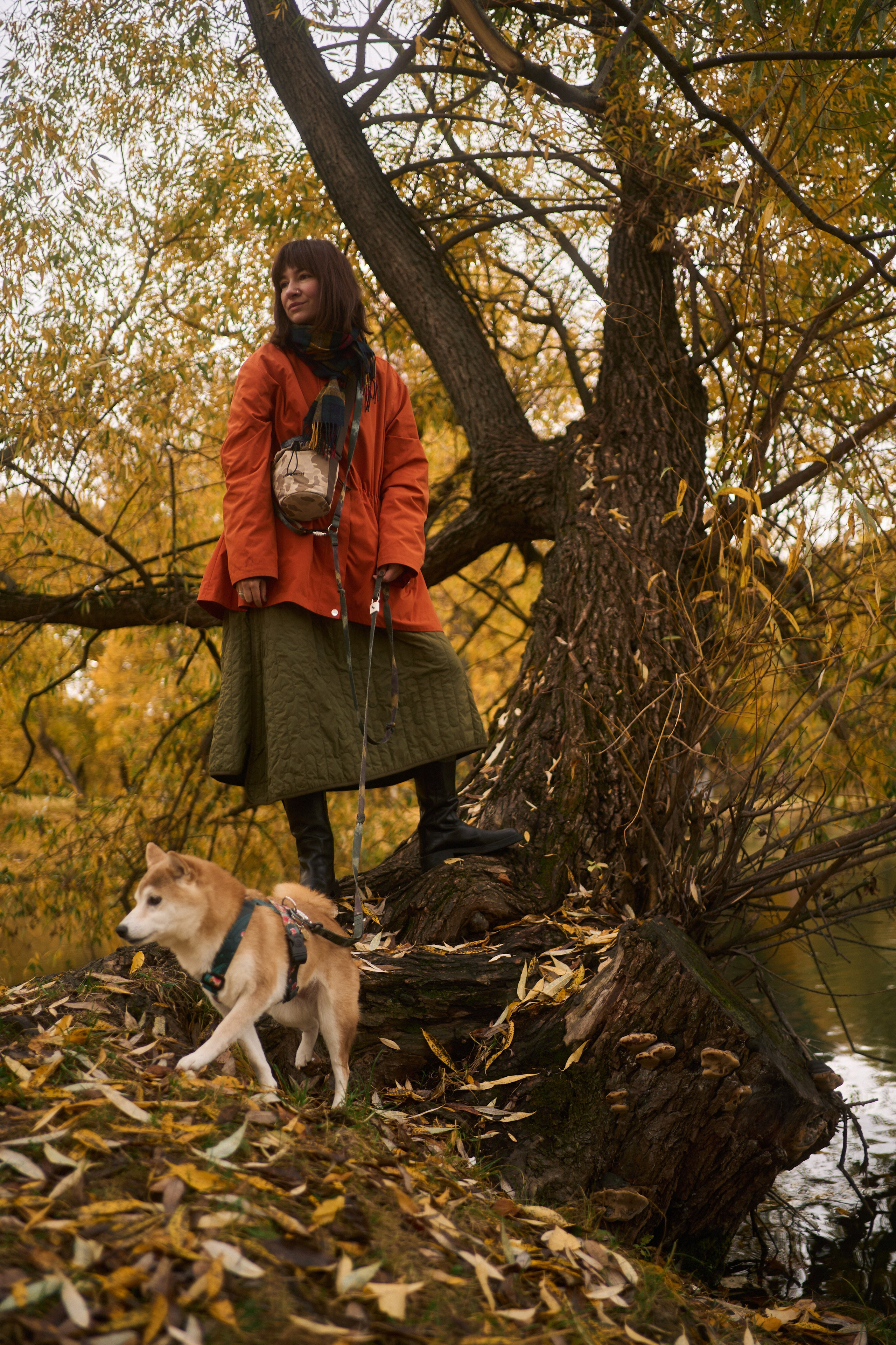 Осенние Уши. Фотограф анималист Москва Дарья