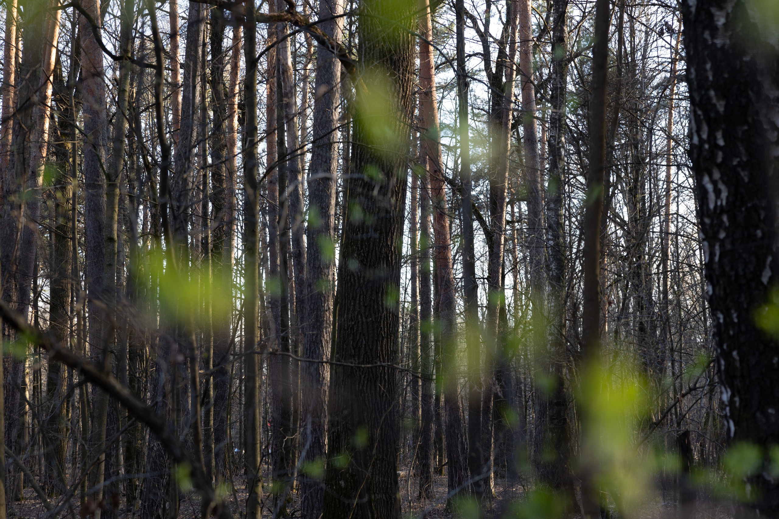 Пейзаж в интерьере | Interior landscape. Фотограф алина стерхова, алина стерхова фотограф, фотограф москва