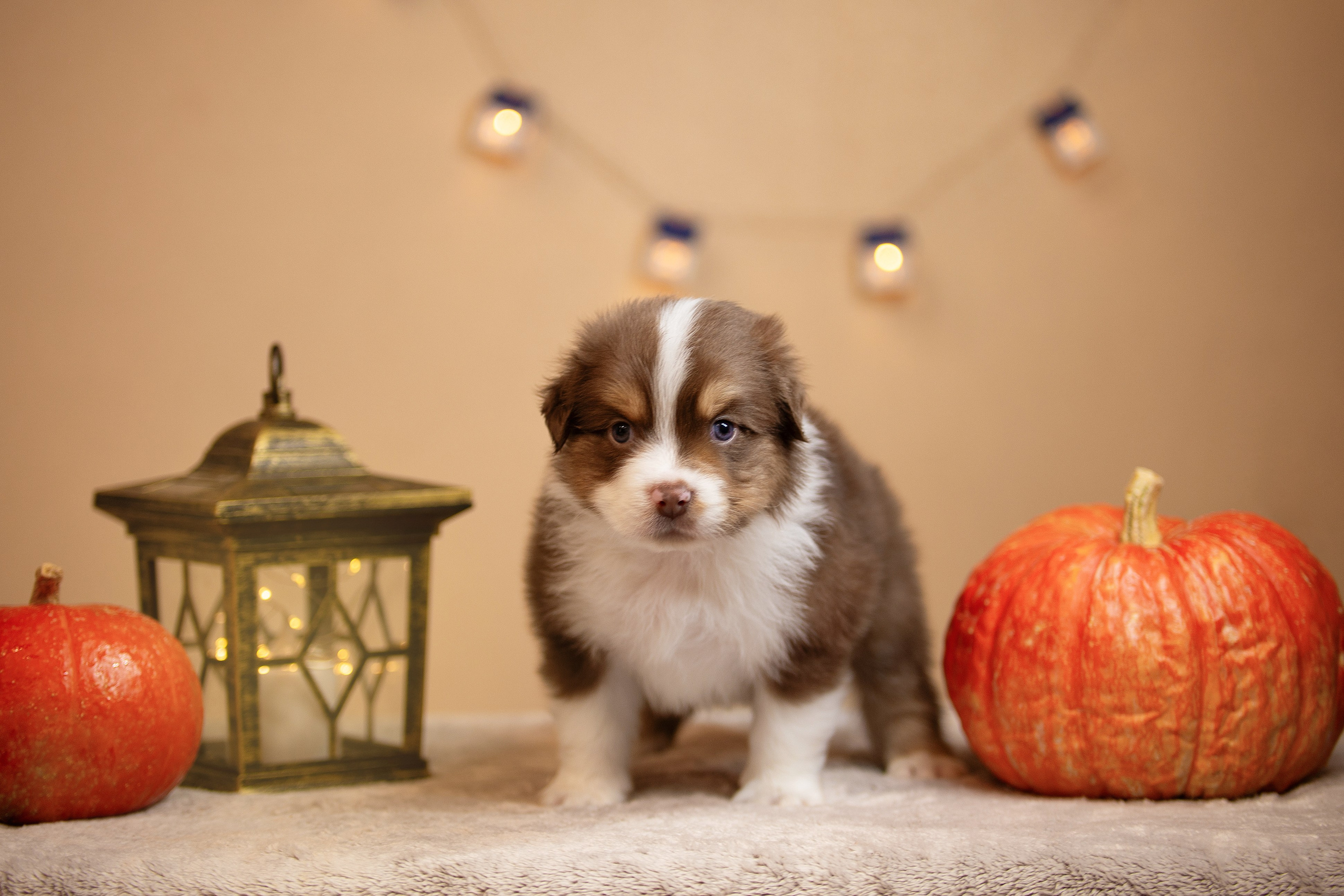 Заводчик Ольга Тутлова. Творческий фотограф Вологда