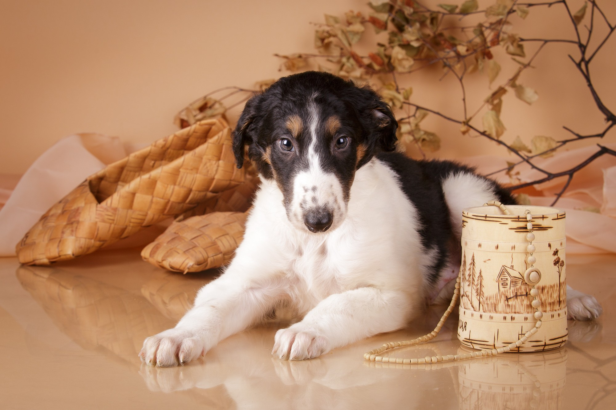 Фотосъёмки щенков. Фотограф-анималист Natalia Deingel | Фотосъемка собак в Москве