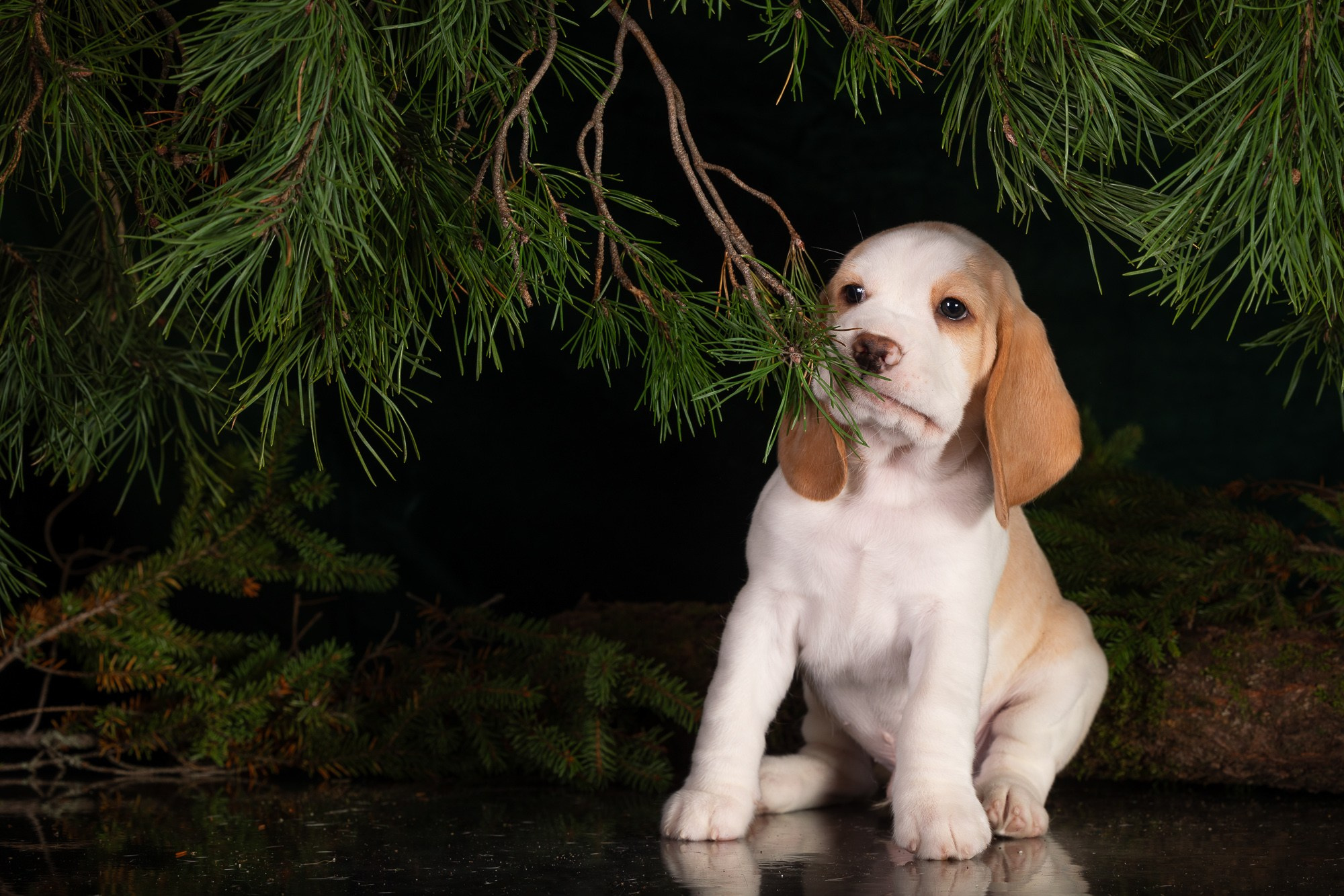 Фотосъёмки щенков. Фотограф-анималист Natalia Deingel | Фотосъемка собак в Москве