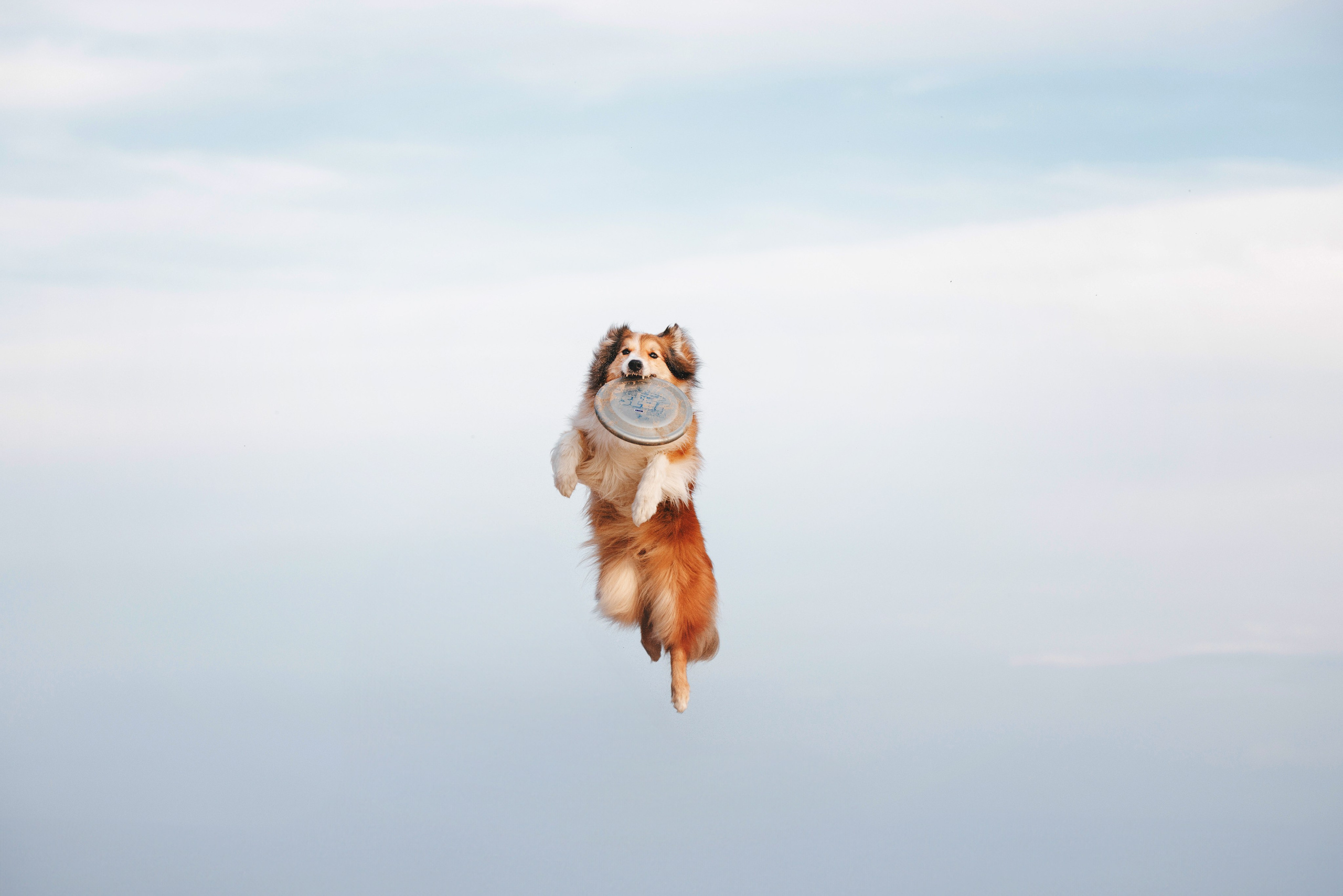 Рита, Маша и много собак. Фотограф анималист Осипчикова Мария