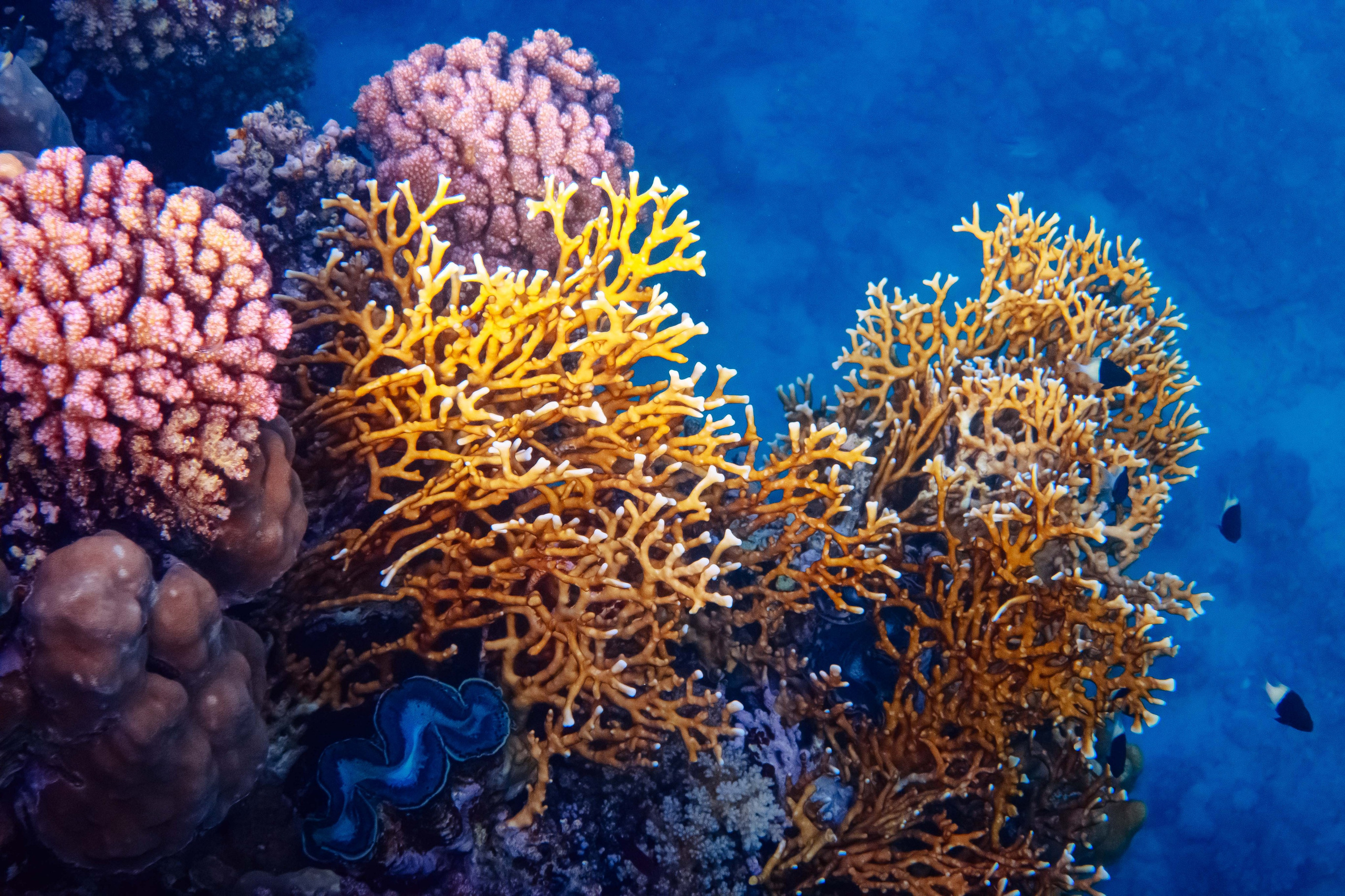 Fish. Фотограф Светлана Голицына