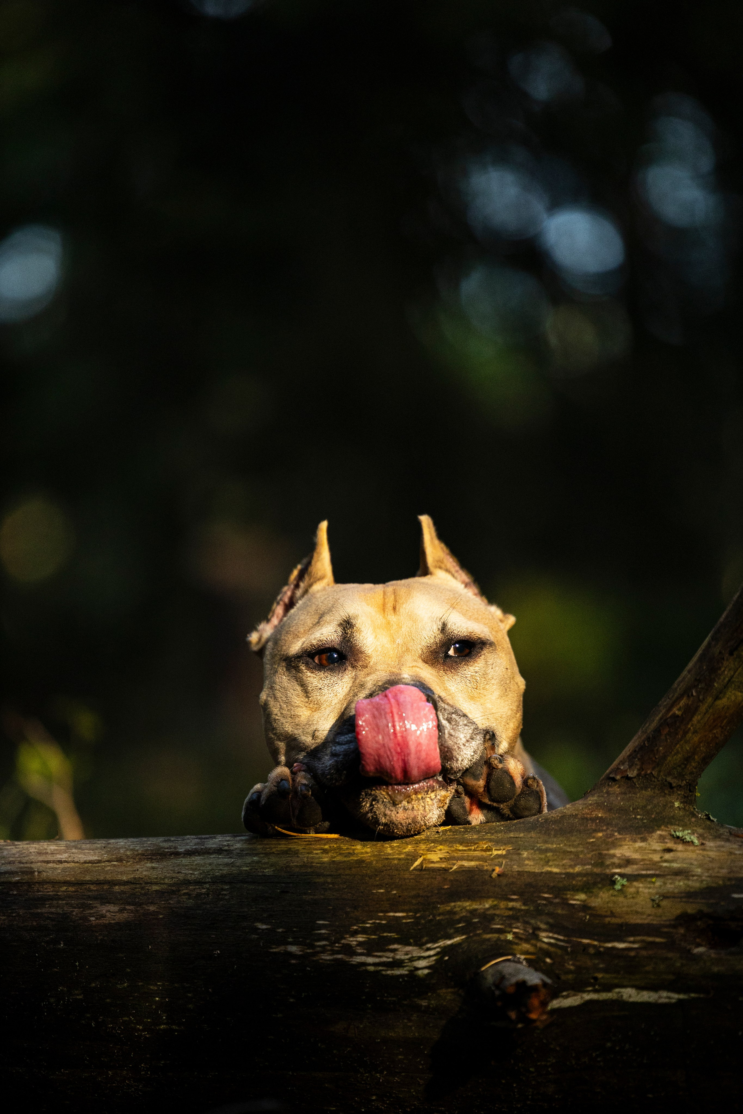 Фобос. Фотограф-анималист Анна Маринич