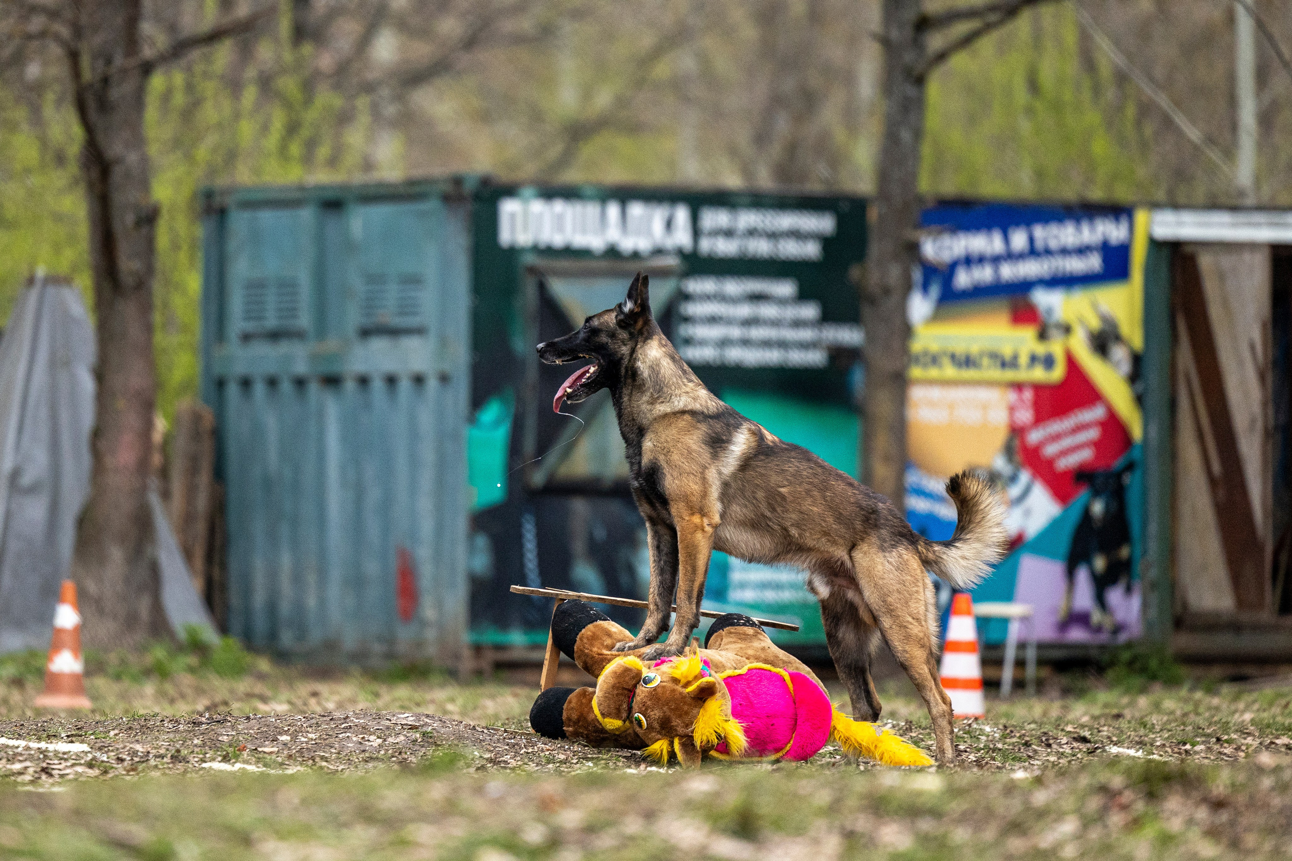 Квалификационные состязания по мондьорингу г. Вологда 11.05.24. Фотограф-анималист Анна Маринич