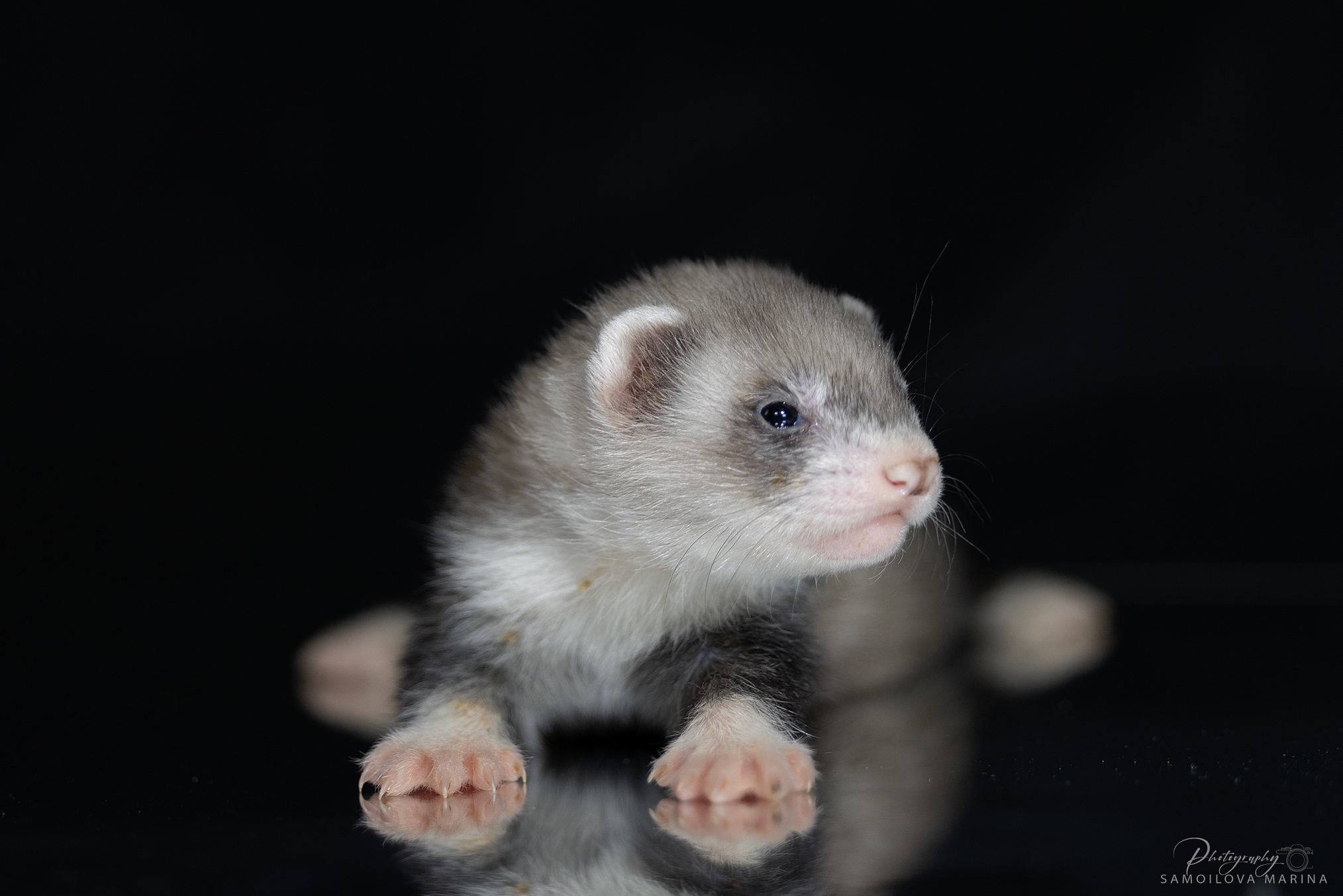 Хорьки. Фотограф-анималист в Москве и МО Самойлова Марина