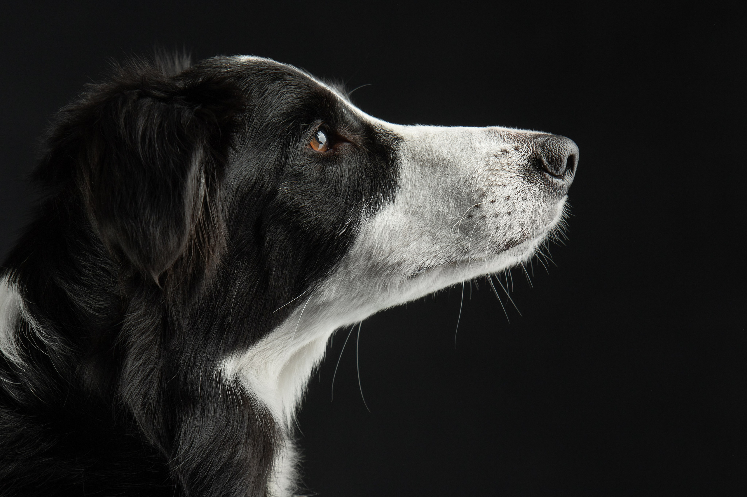 Фотограф-анималист Юлия Зубкова