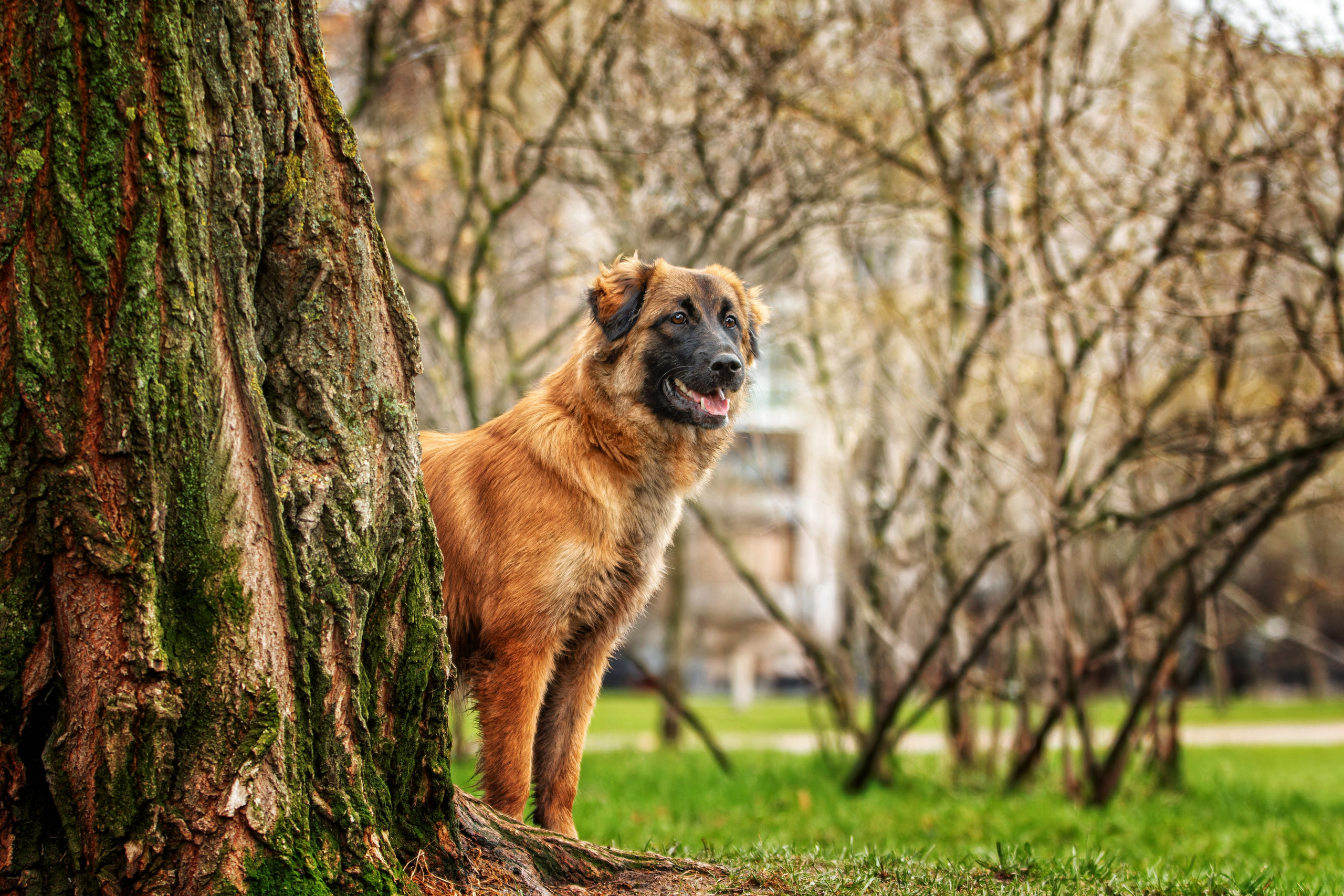 Собаки. Фотограф-анималист Юлия Зубкова