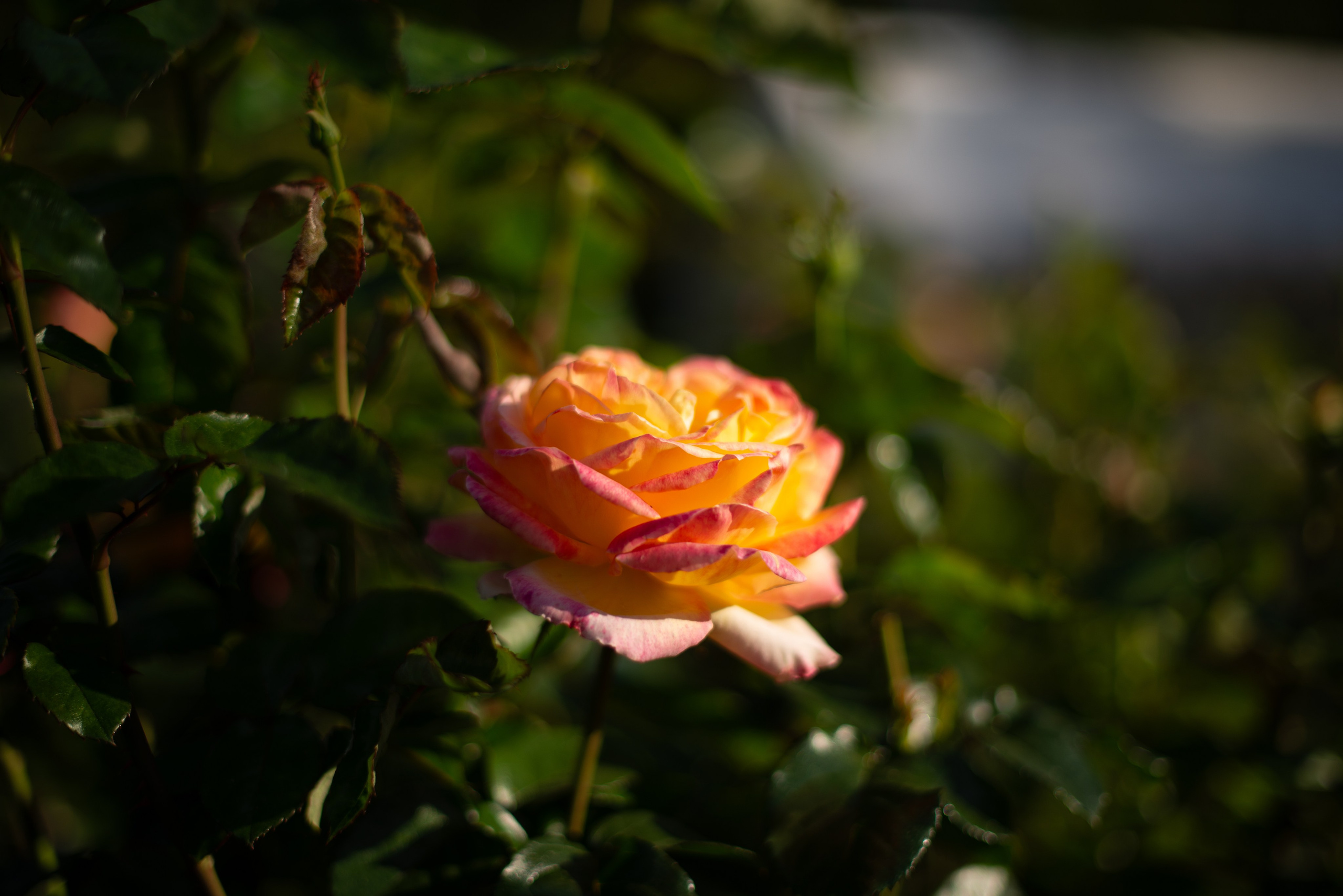 Цветы сада МГУ. Victoria Radjevna Репортажный Фотограф — Видеограф Москва • Санкт-Петербург