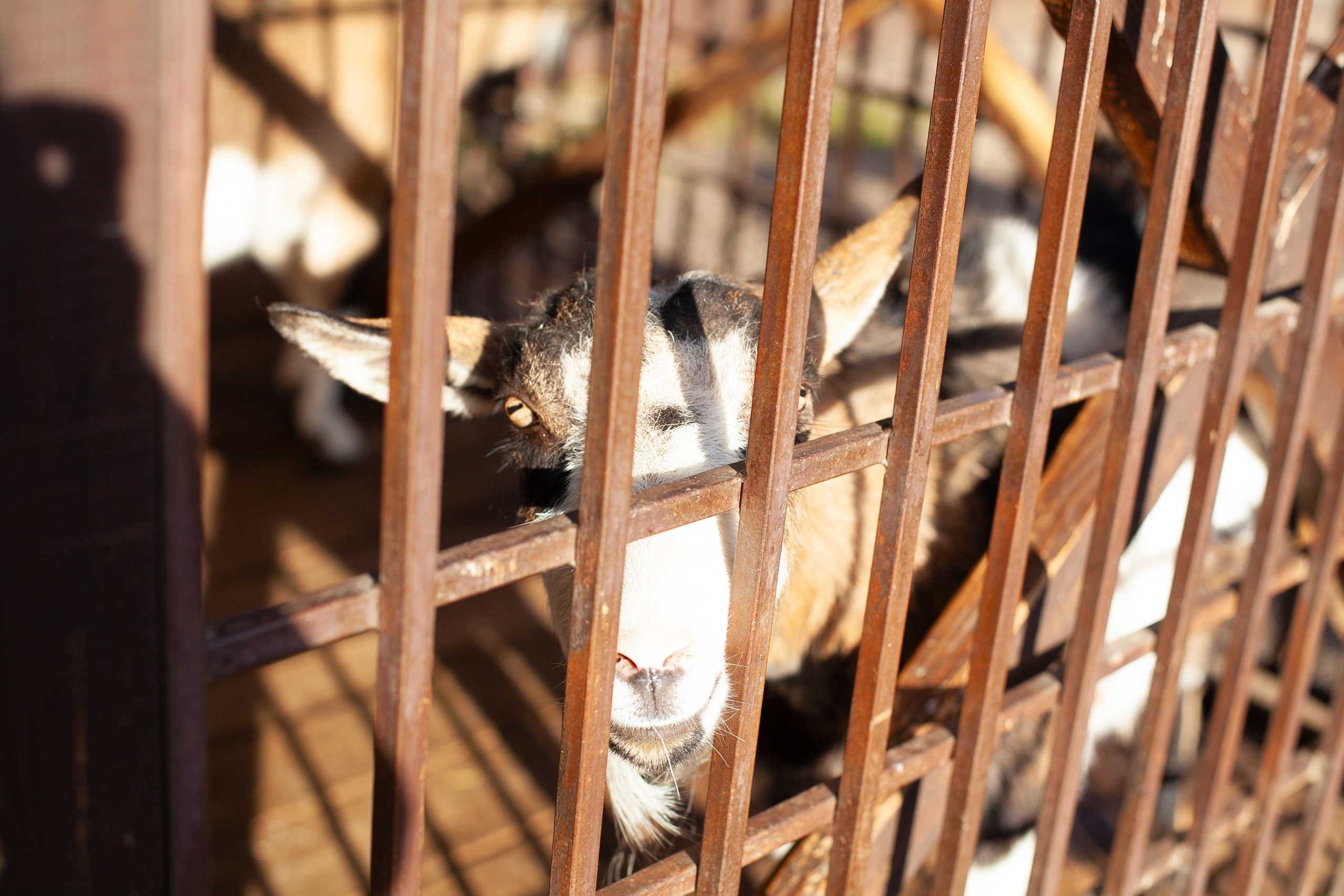 Сады Мечты. Контент для сайта. Фотограф Дарья Локотко в Красноярске