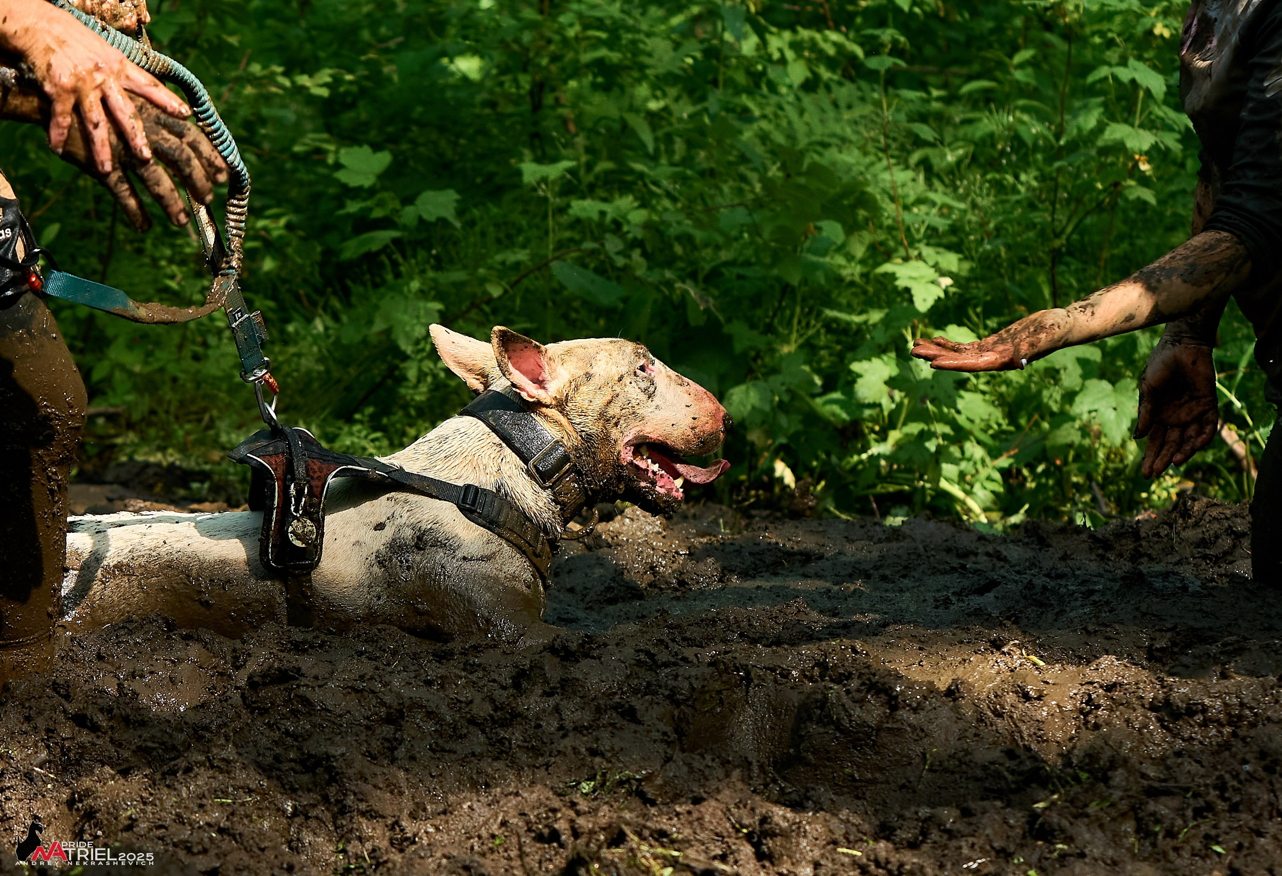 Russian Extreme Dog Trail — 2025