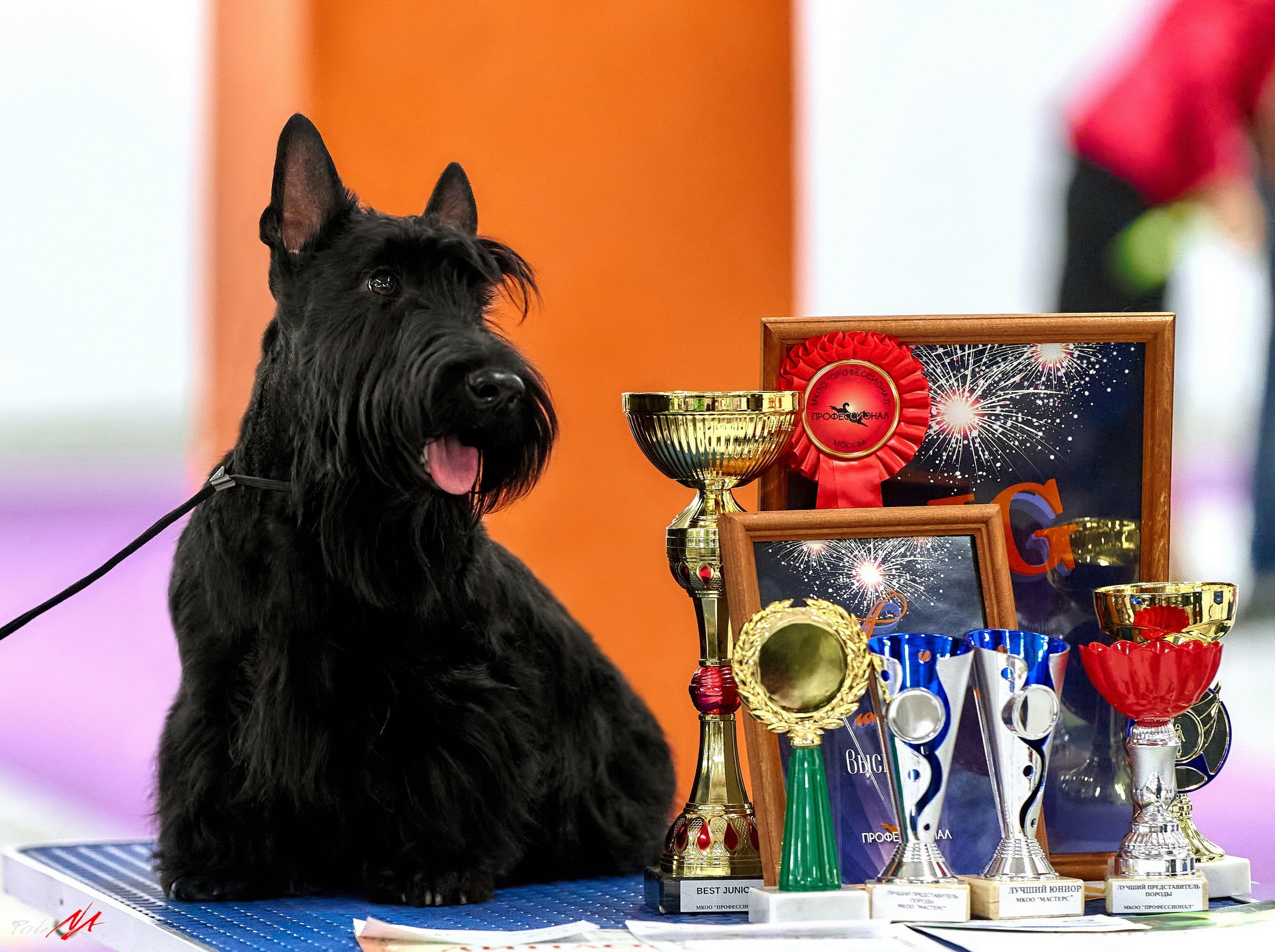 Призовые места — галерея NATRIEL