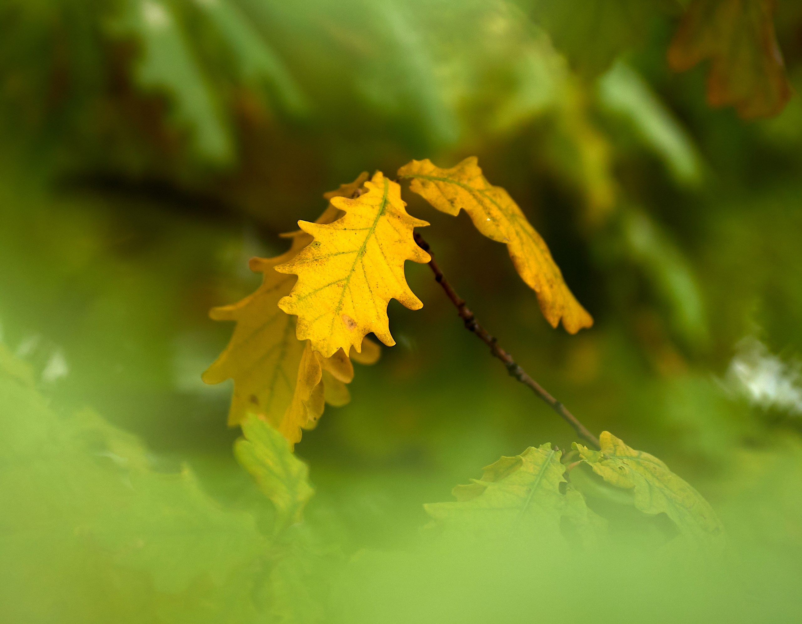 Лютики-цветочки — галерея NATRIEL