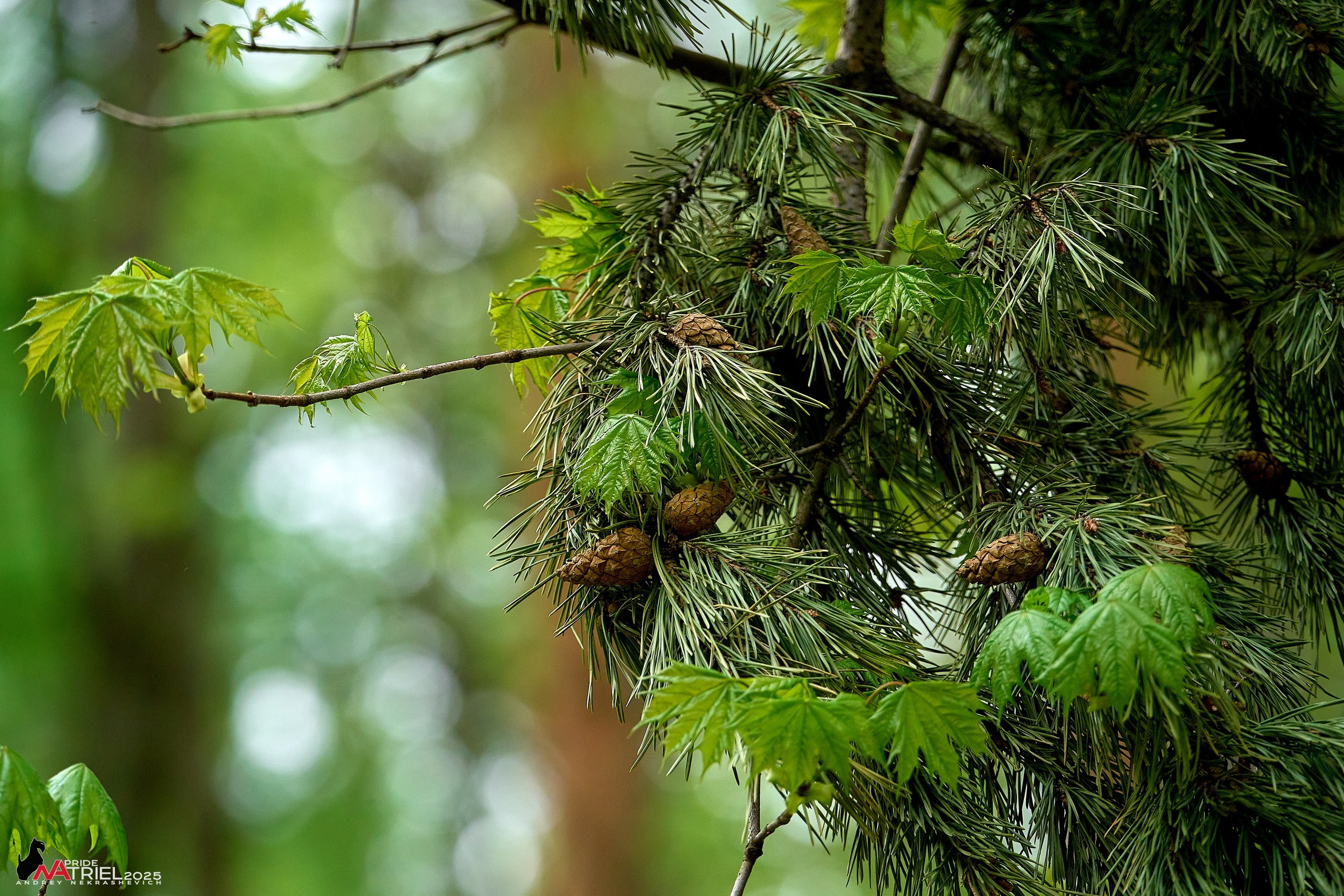 Съемка в майском лесу