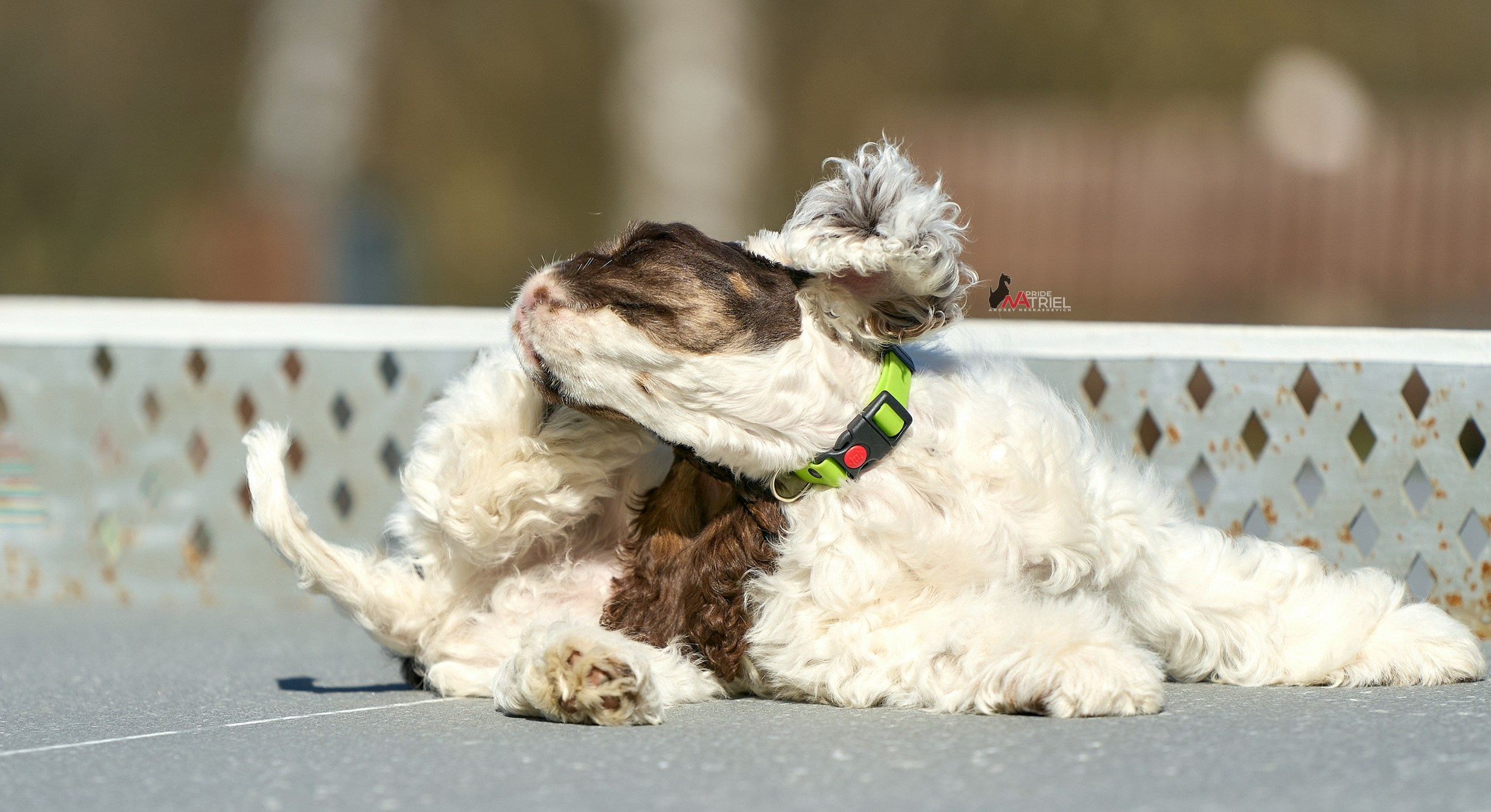 Прогулка со щенком