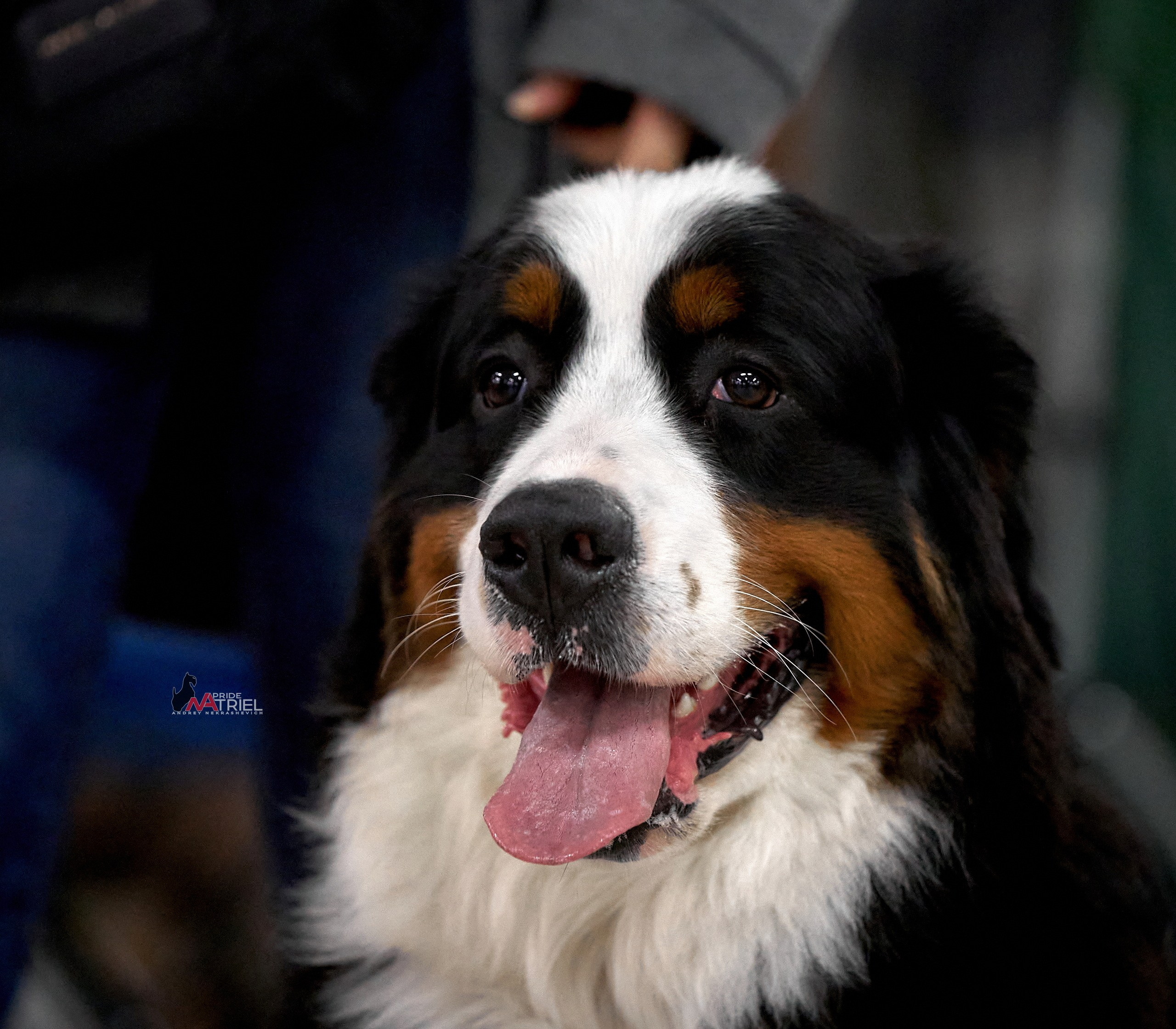 Портреты собак — галерея NATRIEL