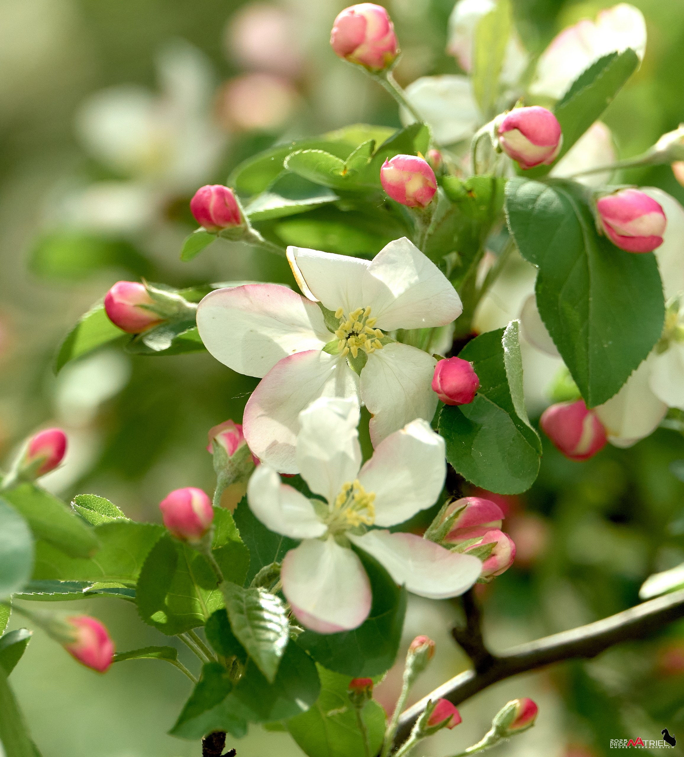 Птички и цветочки