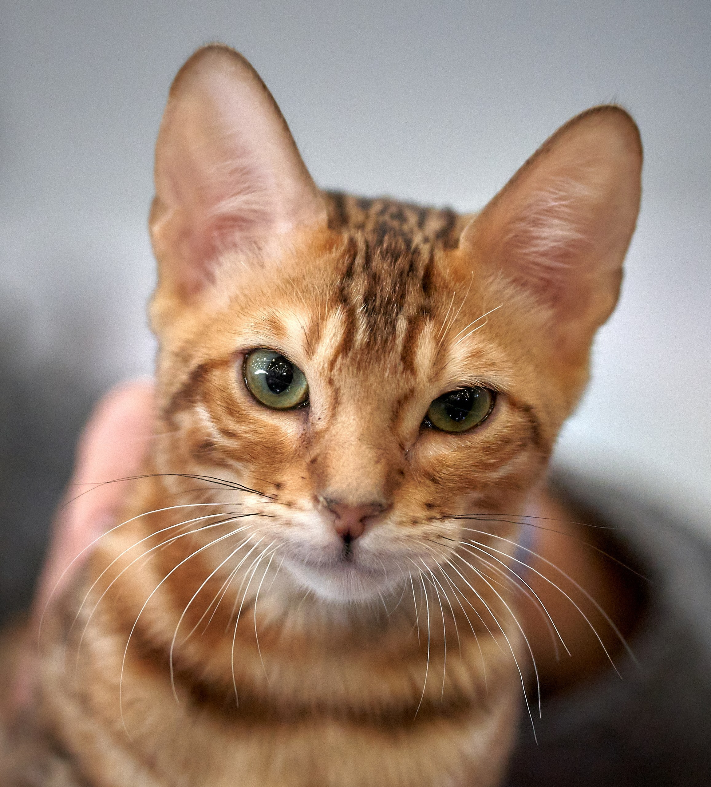 Кошки на выставках — галерея NATRIEL