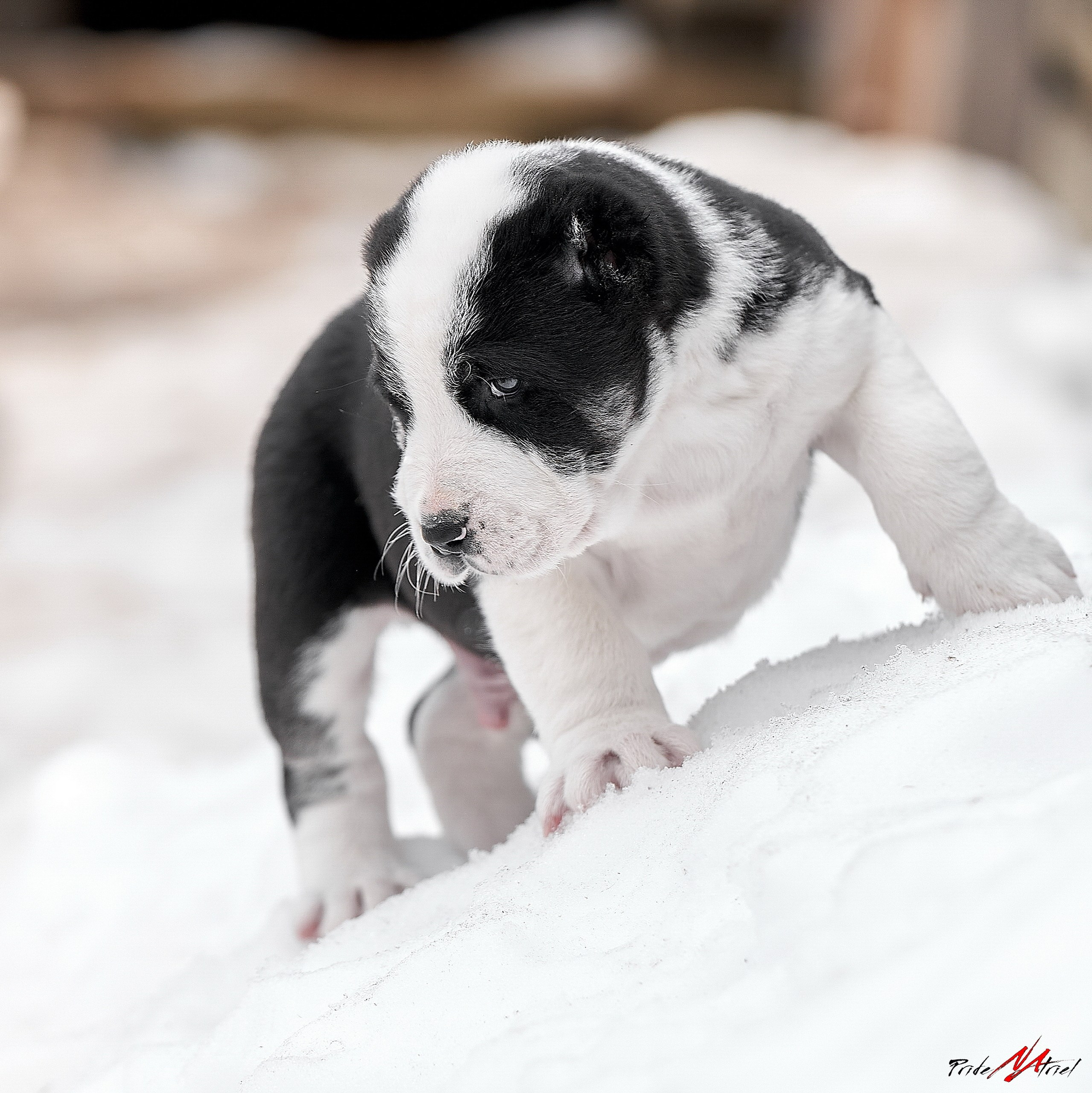 Щенки на прогулке — галерея NATRIEL