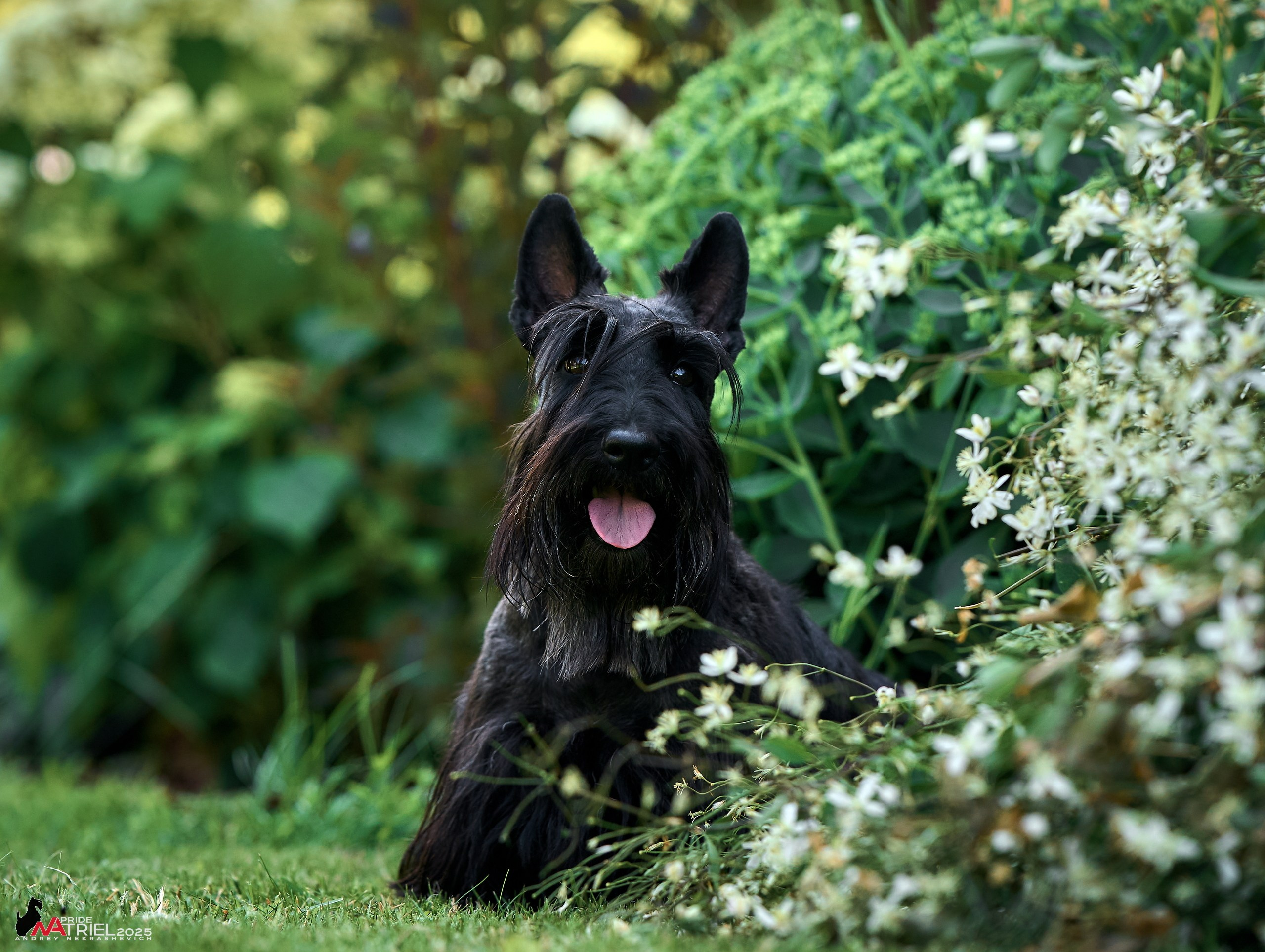 Алабаи и скотч-терьеры в питомнике у Ольги