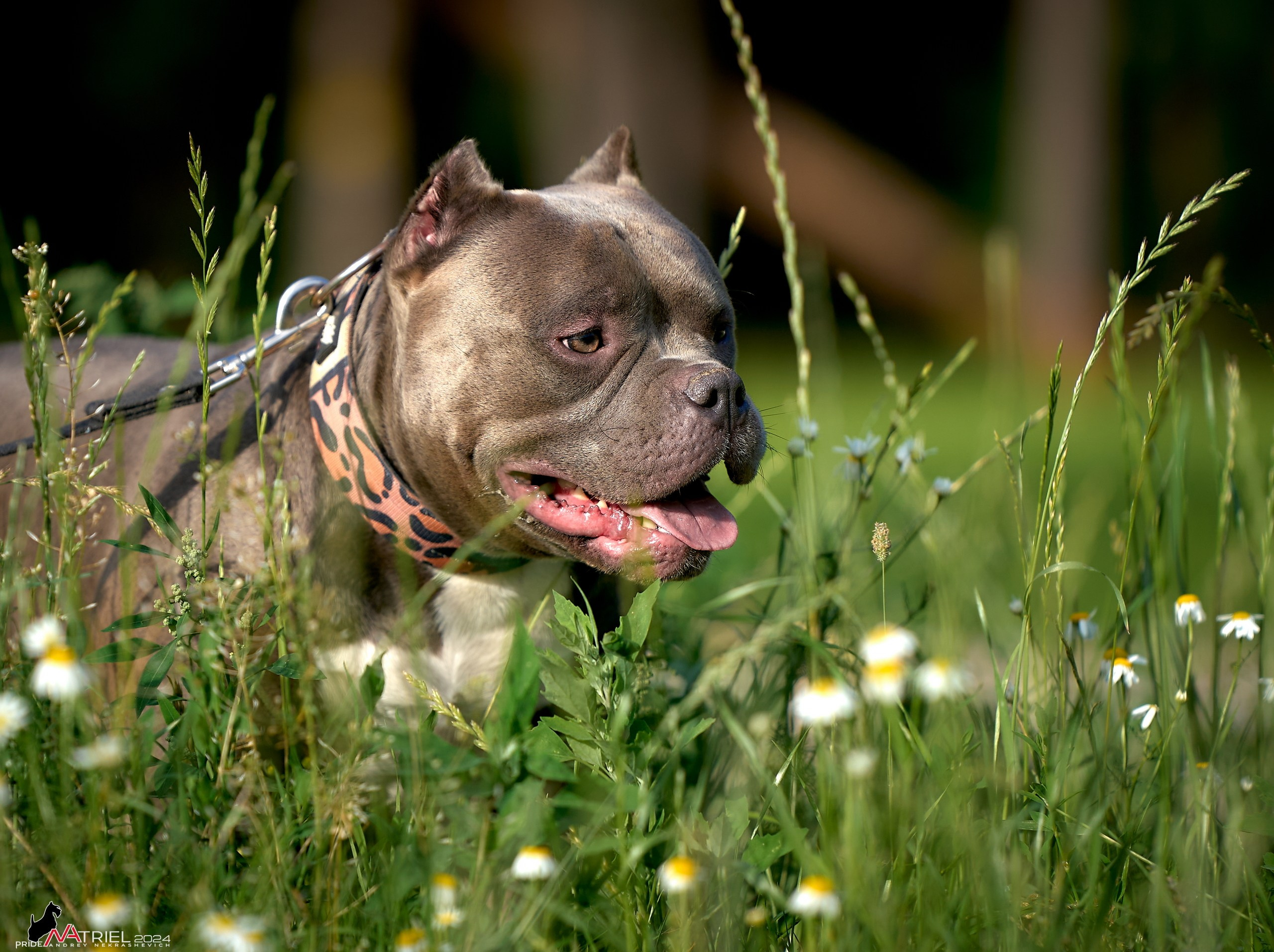 Фотопрогулка с булли