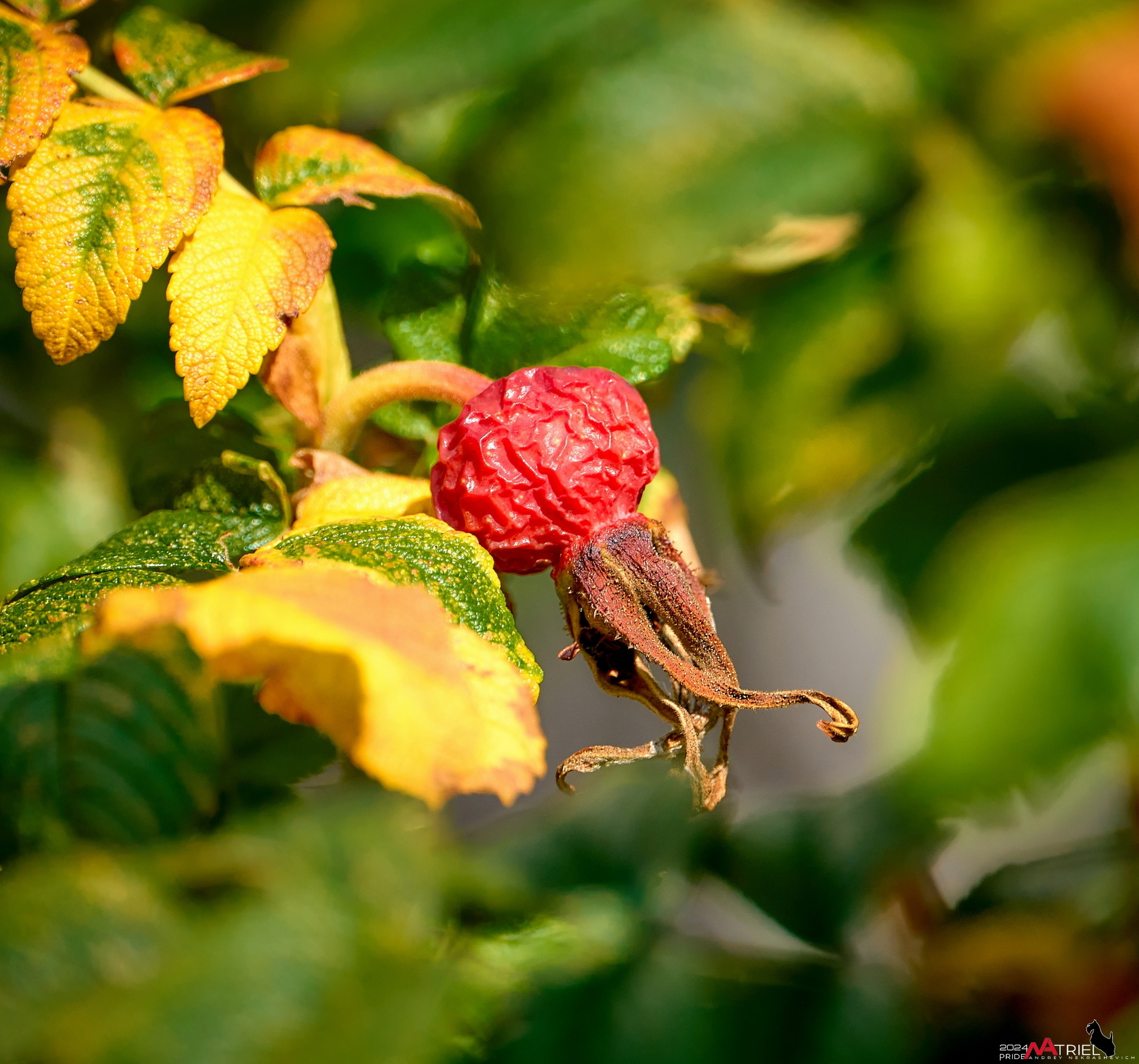 Лютики-цветочки — галерея NATRIEL