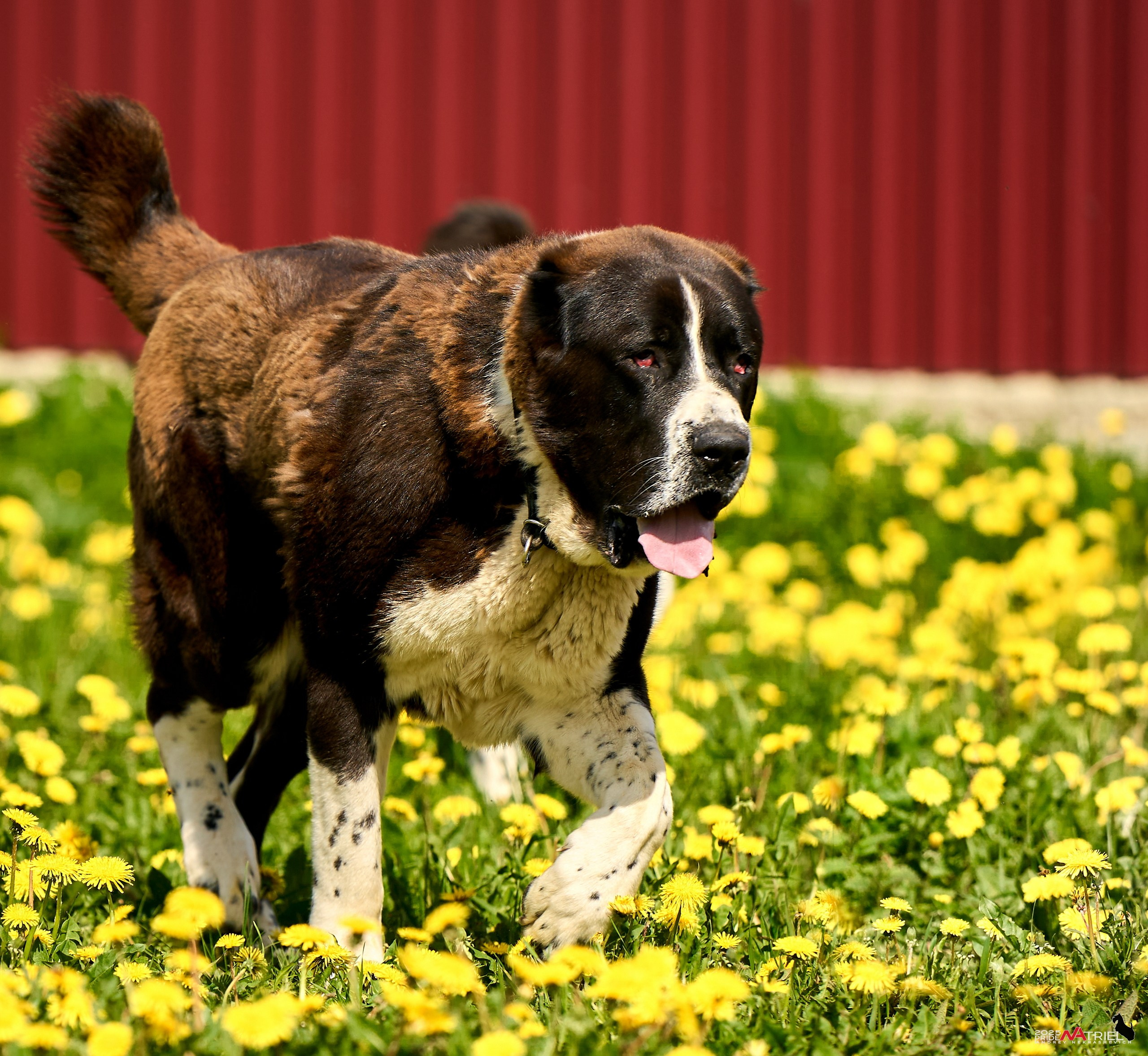 Съемка в питомнике