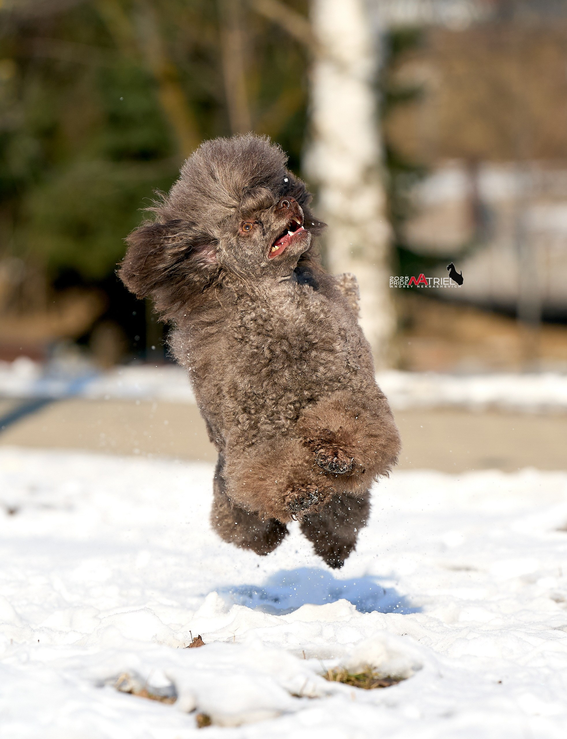 Фотопрогулка с пуделем