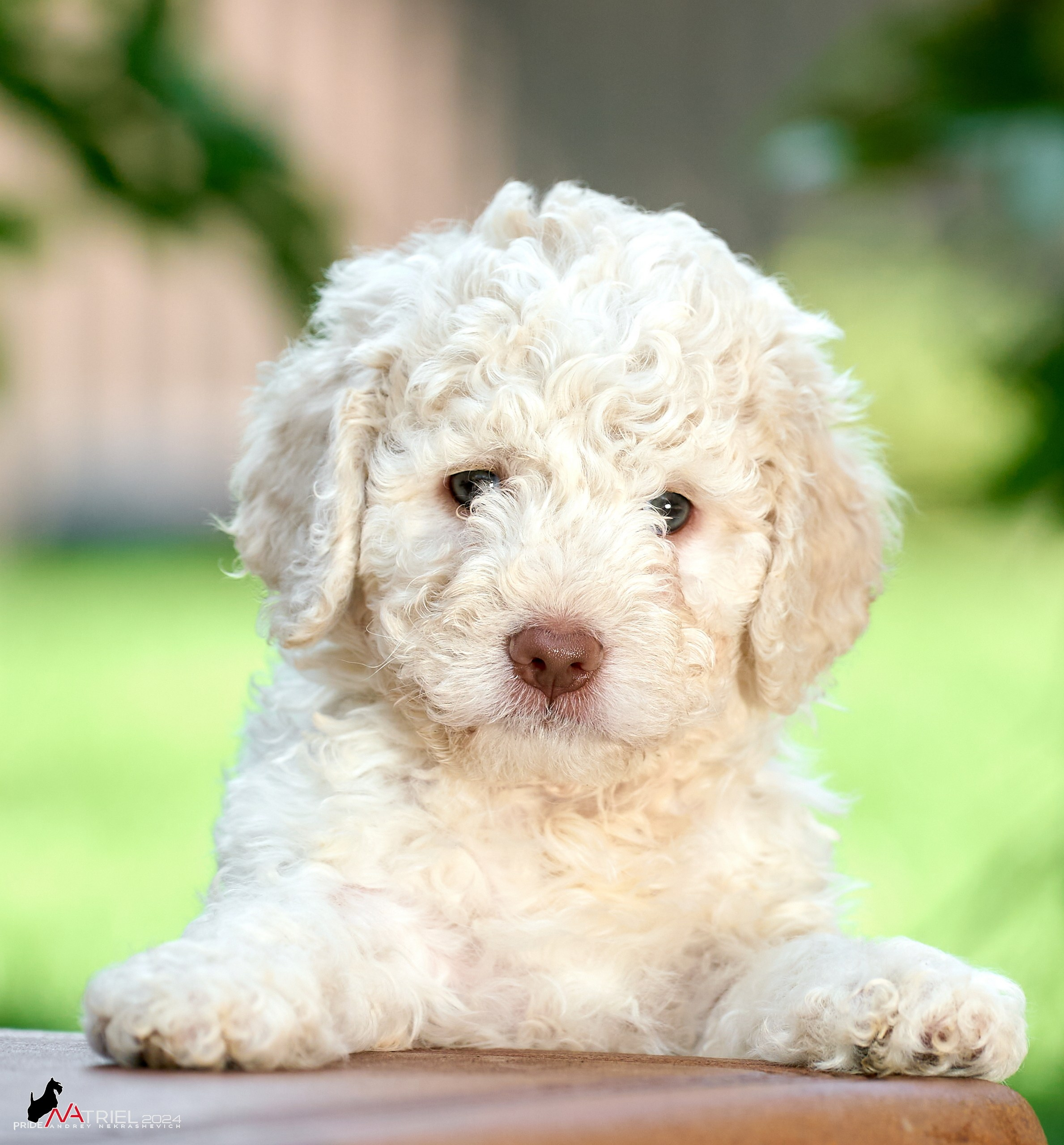 Съемка щенков лаготто