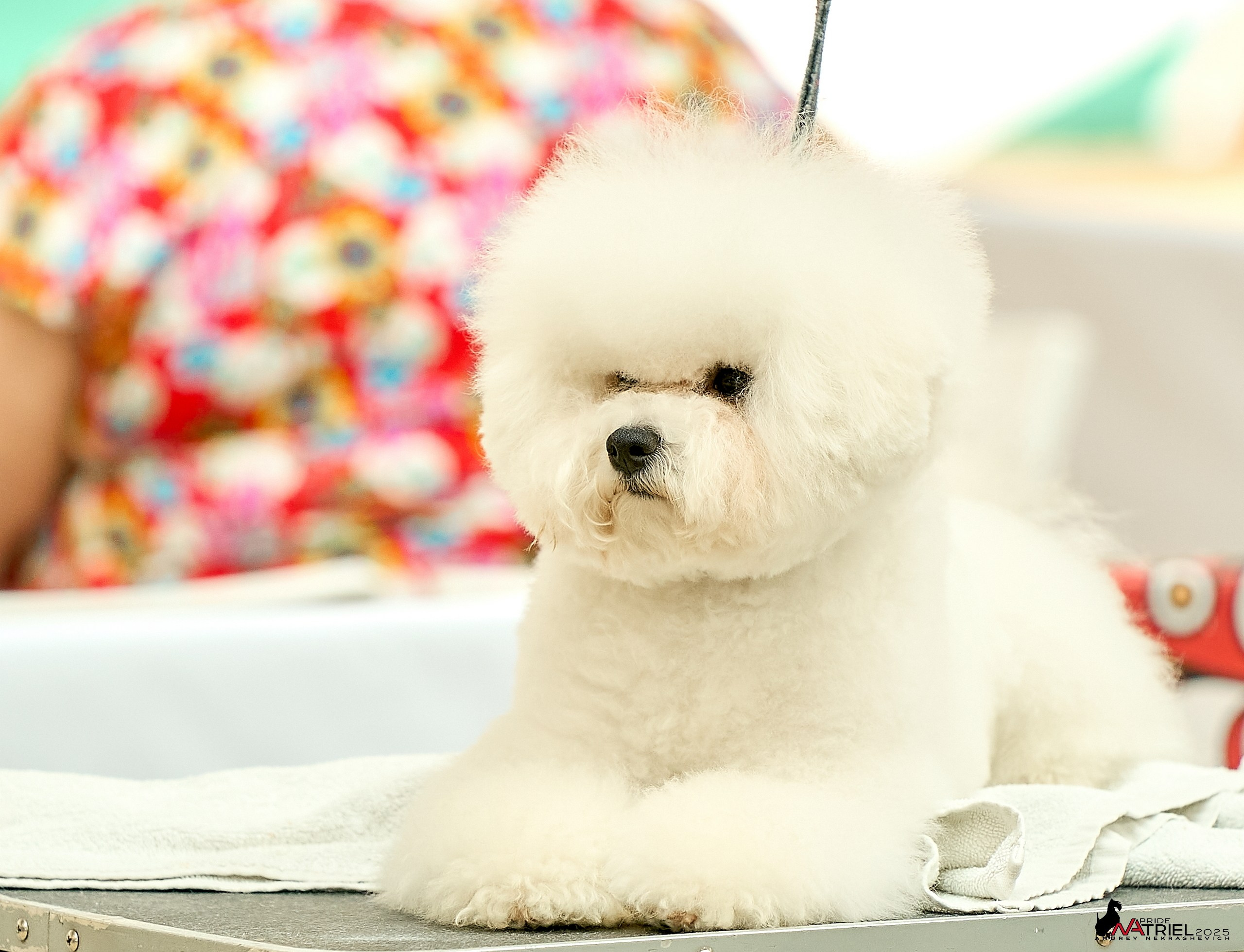 Выставка собак РОССИЯ — 2025