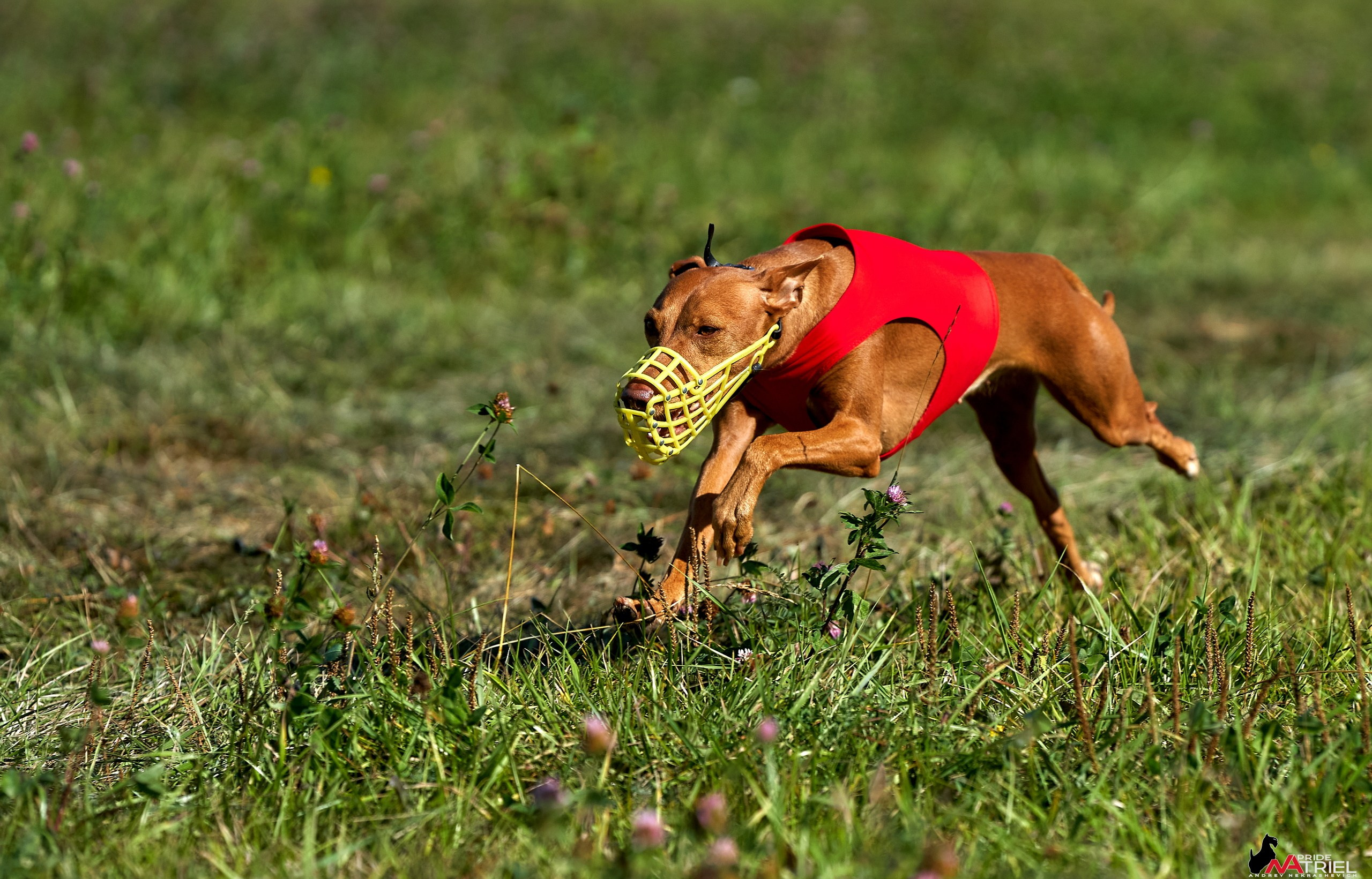 Съемка курсинг — галерея NATRIEL