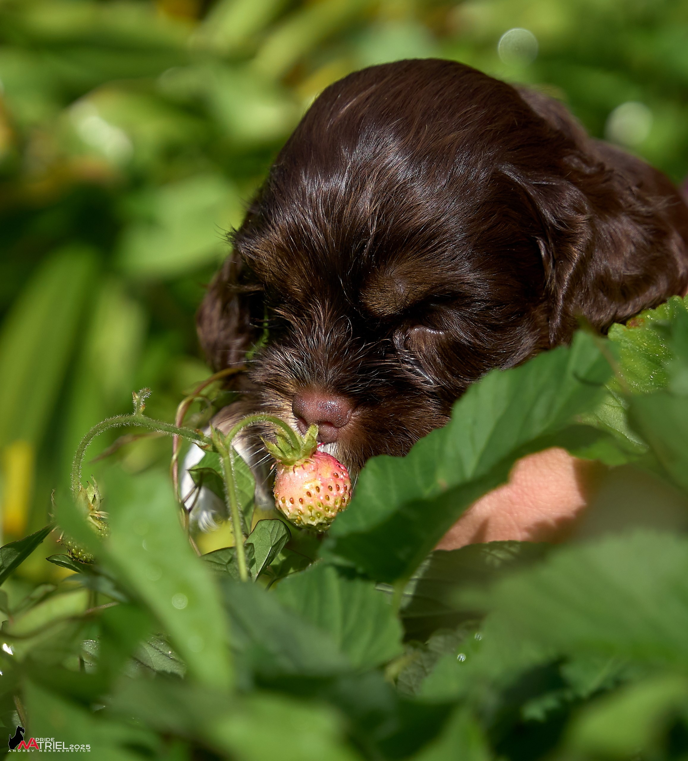 Щенки АмКокеров
