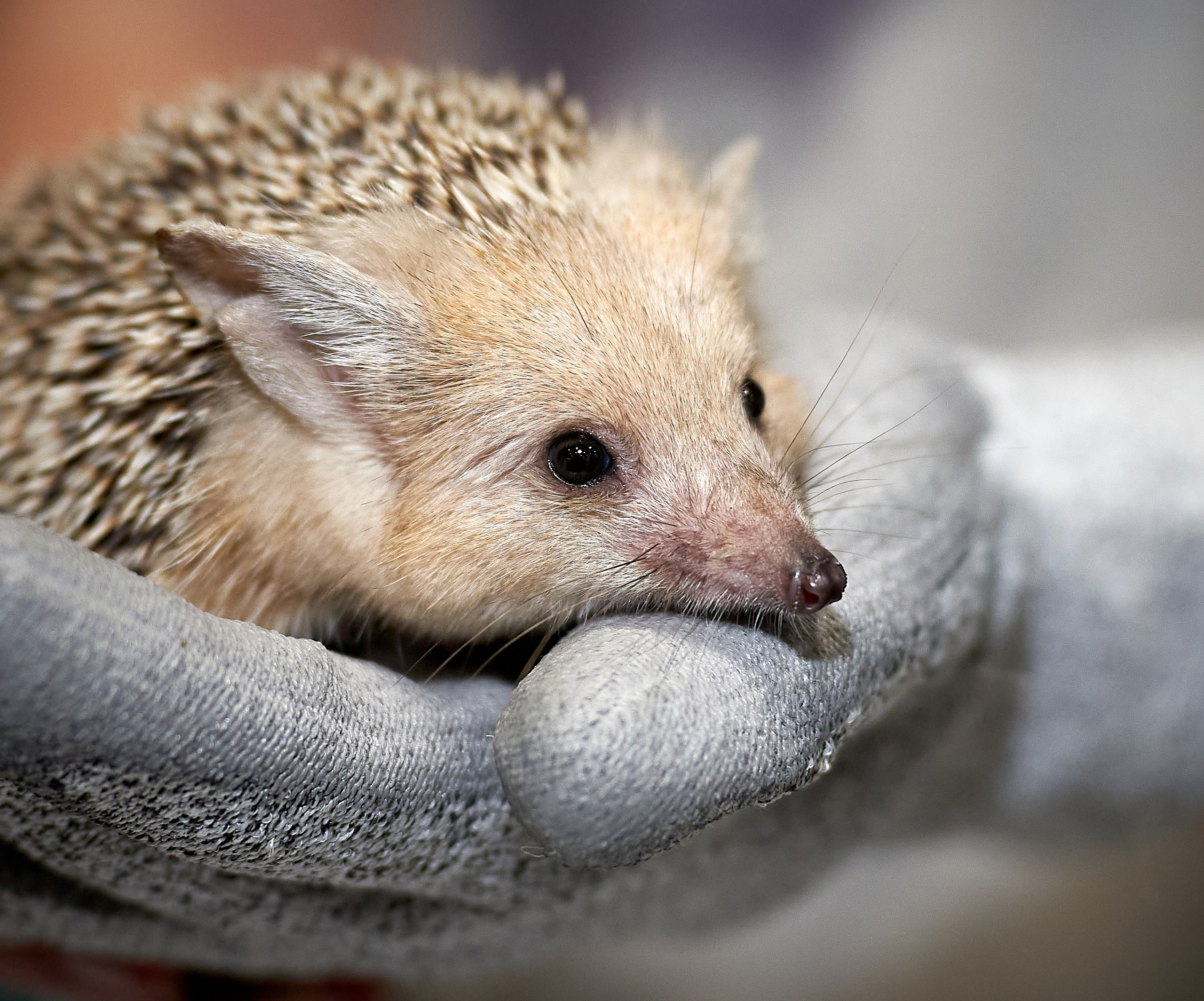 Животные — галерея NATRIEL