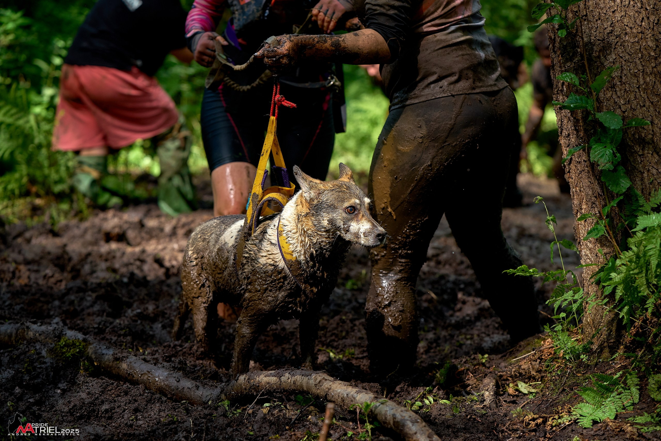 Russian Extreme Dog Trail — 2025