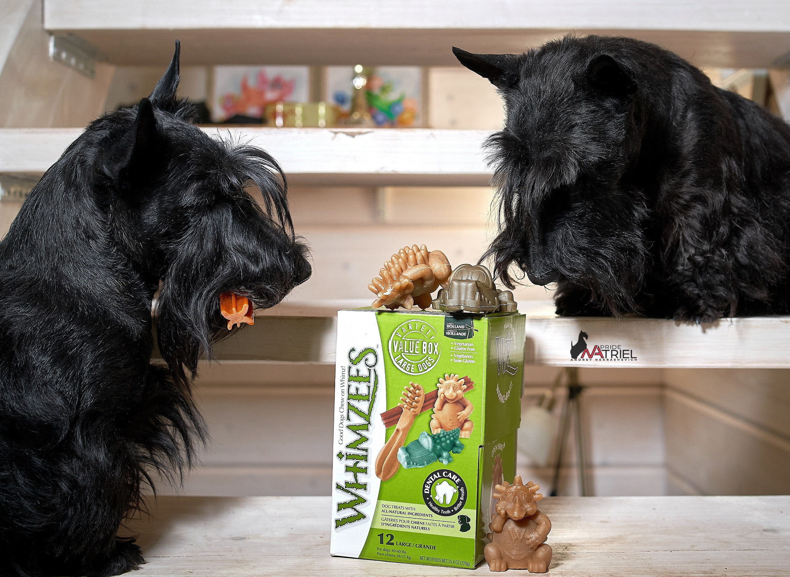 Реклама с животными — галерея NATRIEL