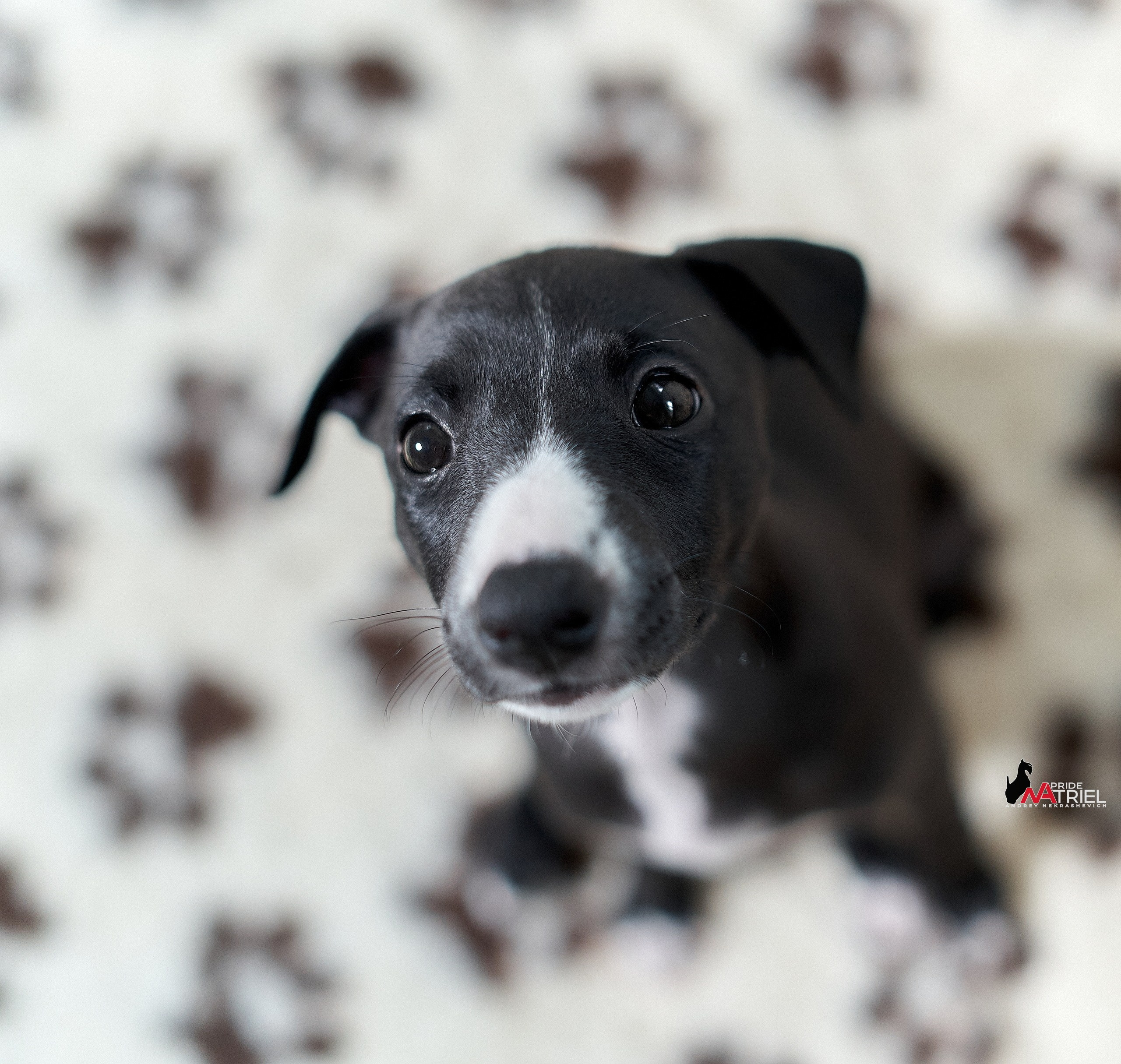 Щенки дома — галерея NATRIEL