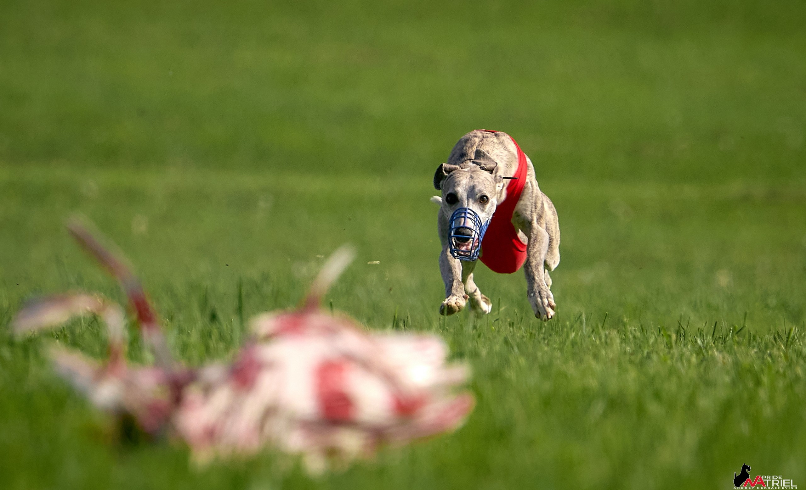 Съемка курсинг — галерея NATRIEL